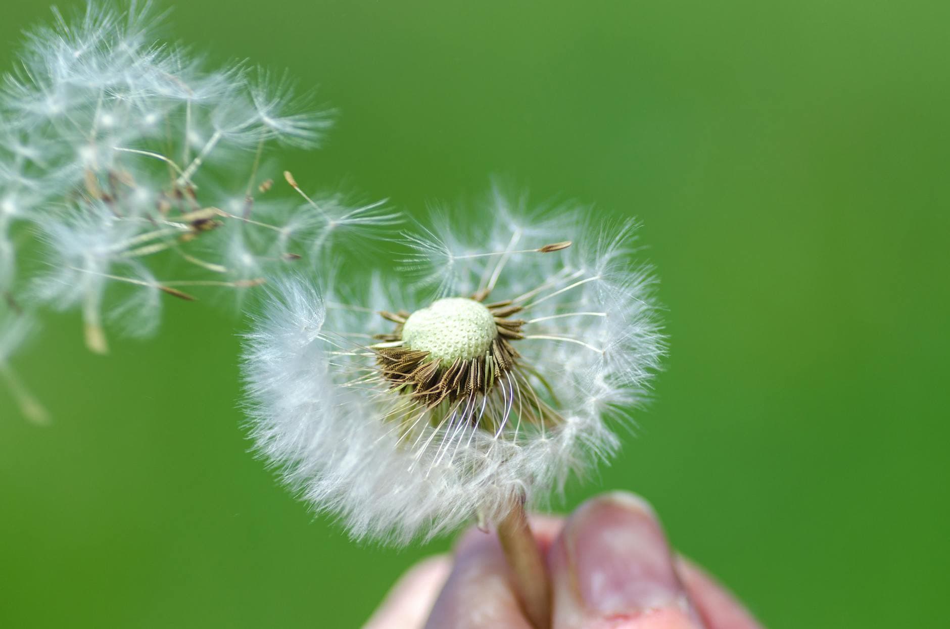 Beautiful macro image of dandelion seeds being blown away, capturing the essence of spring. - allergy season relationship