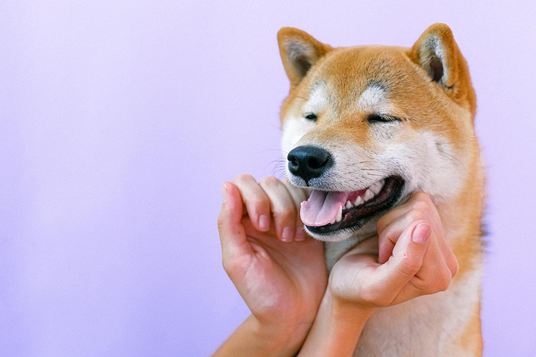 A happy Shiba Inu dog being petted gently, showcasing joy and companionship. - funny marriage tips