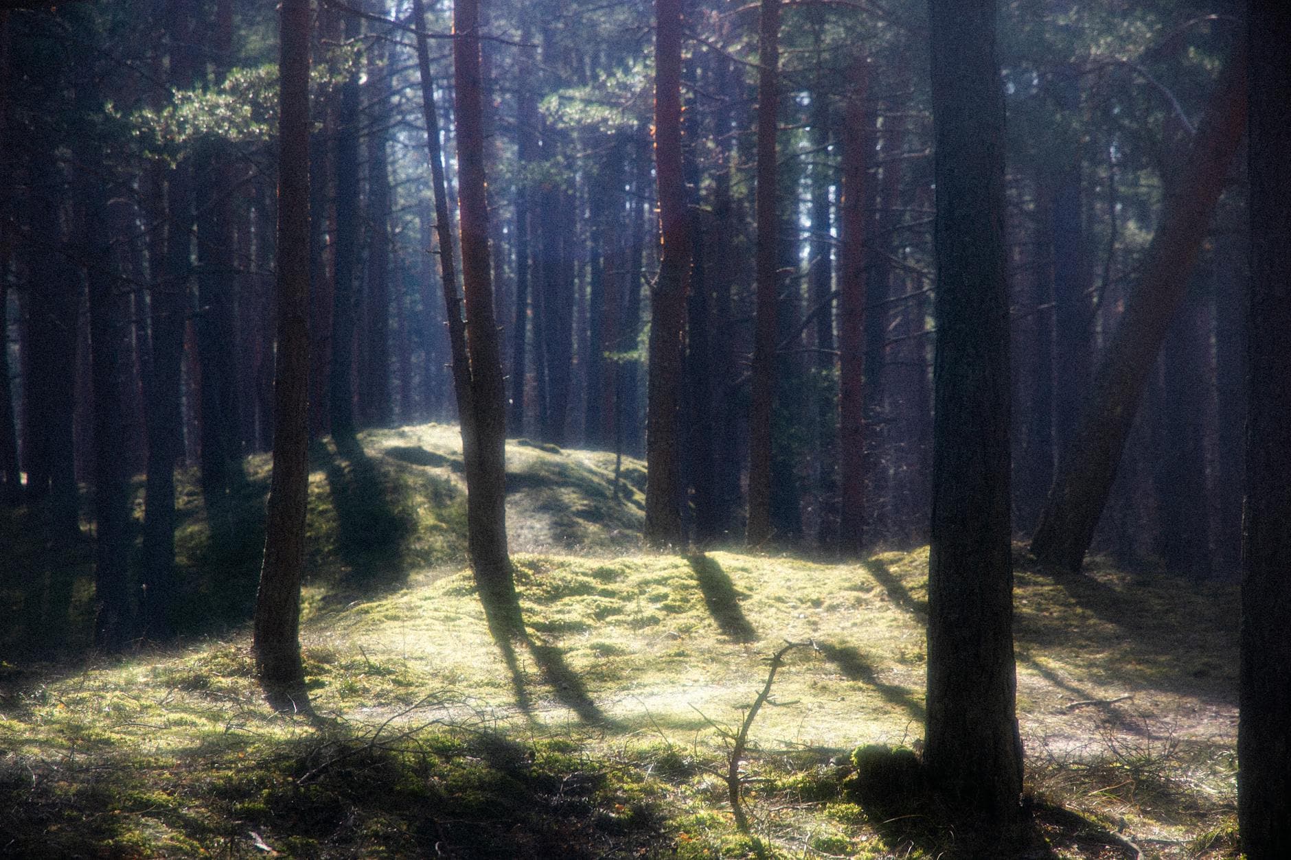 Serene pine forest scene with sunbeams filtering through trees, creating a magical atmosphere. - sad spring sunlight