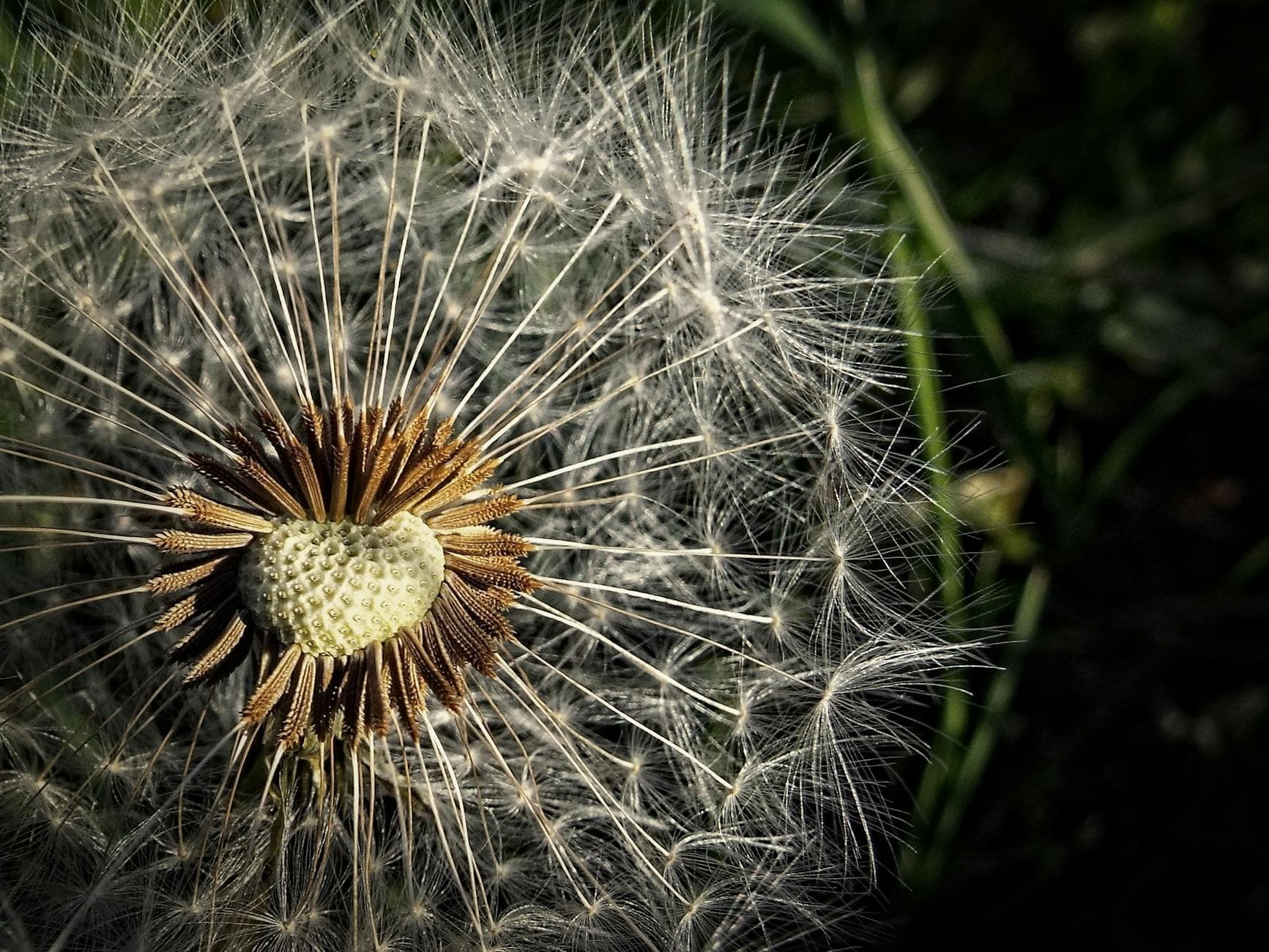 A detailed macro photograph showcasing the intricate beauty of a dandelion with seeds ready to disperse. - spring allergy irritability