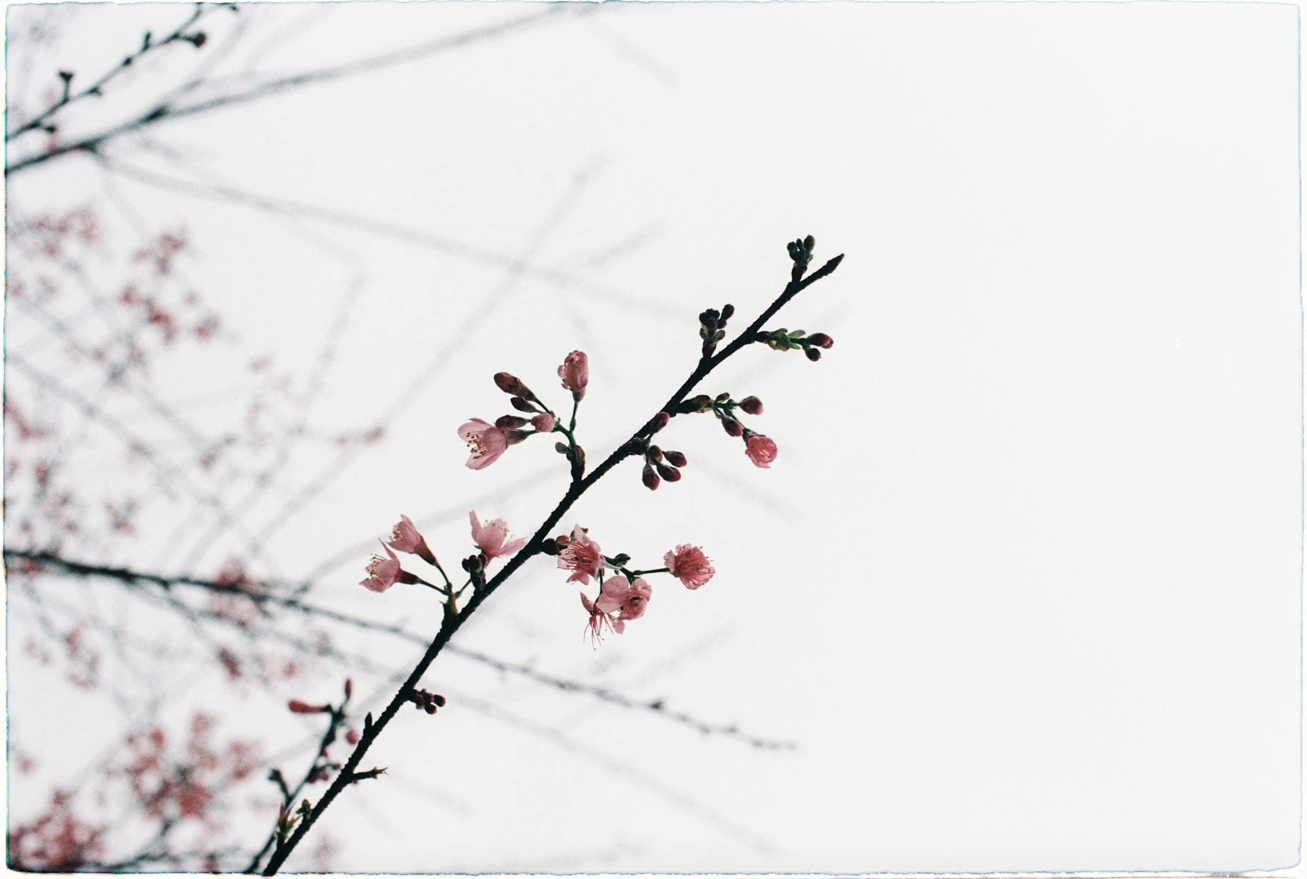 Delicate cherry blossoms bloom on a branch against a soft, light sky. Perfect for spring themes. - springtime sadness