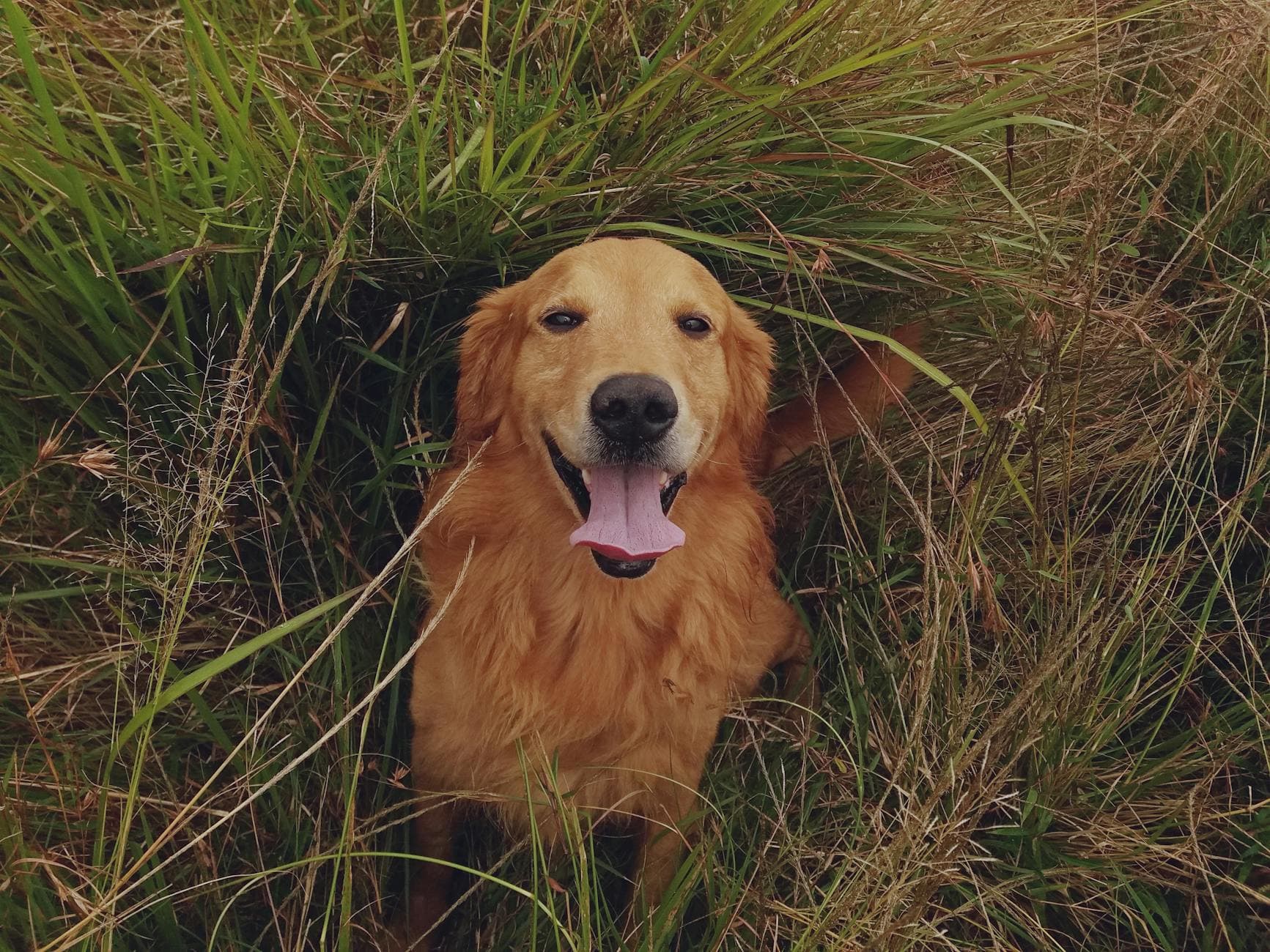 Happy golden retriever sitting with tongue out among lush green grass outdoors. - allergy anxiety relief