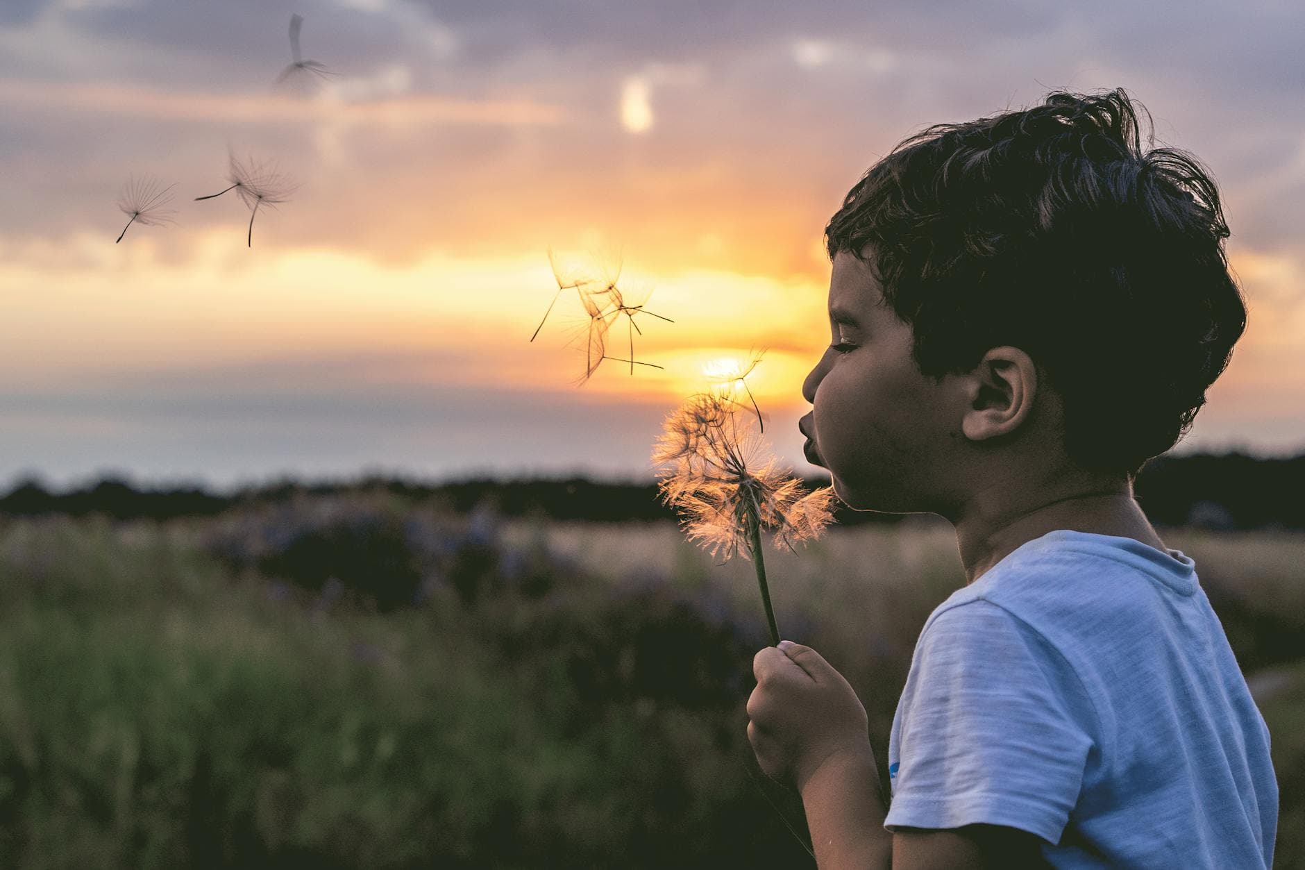 A young boy blows a dandelion in an outdoor setting during sunrise, with seeds dispersing. - child spring allergies