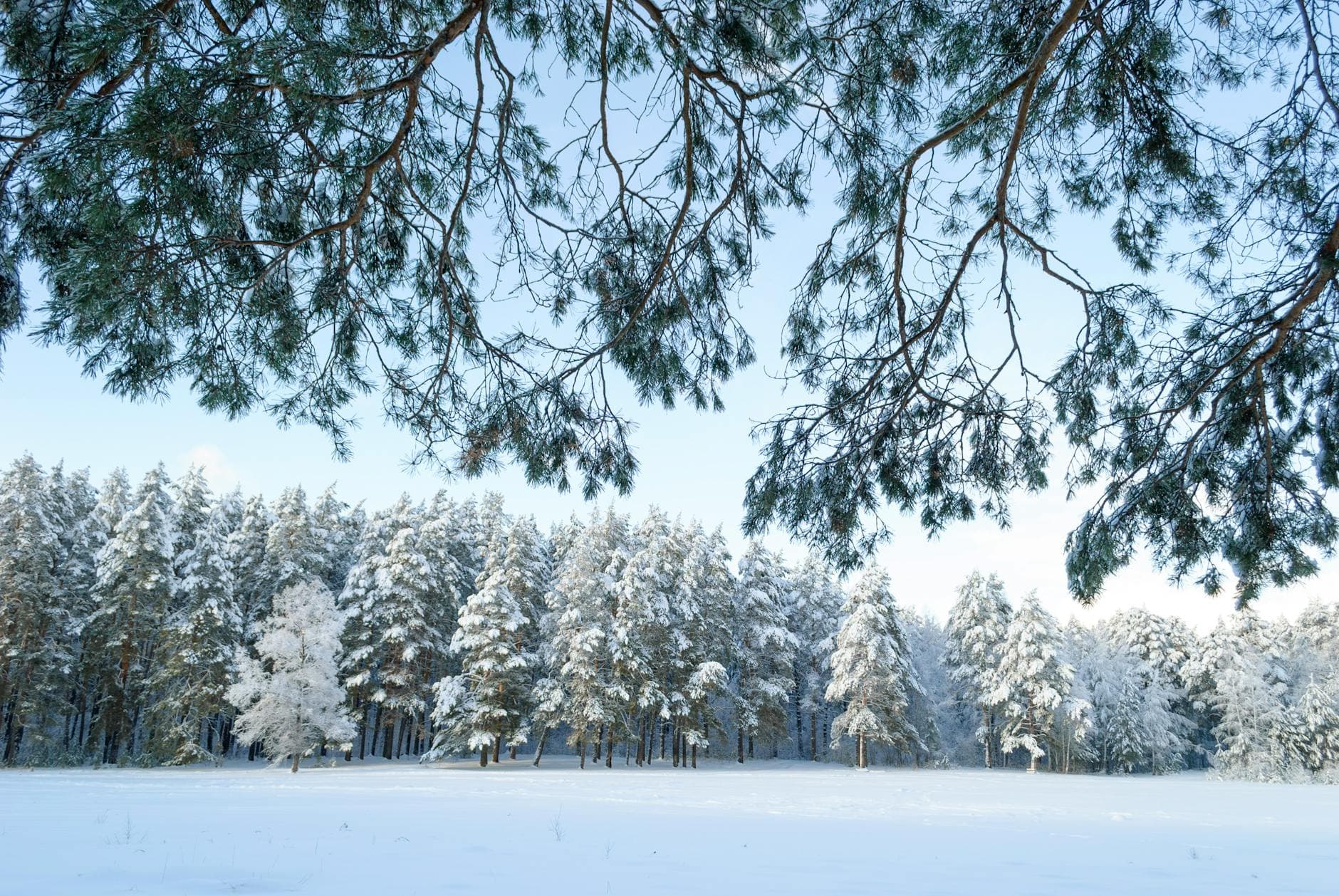 Beautiful snow-covered forest scene under a clear winter sky, showcasing natural tranquility. - seasonal mood therapy