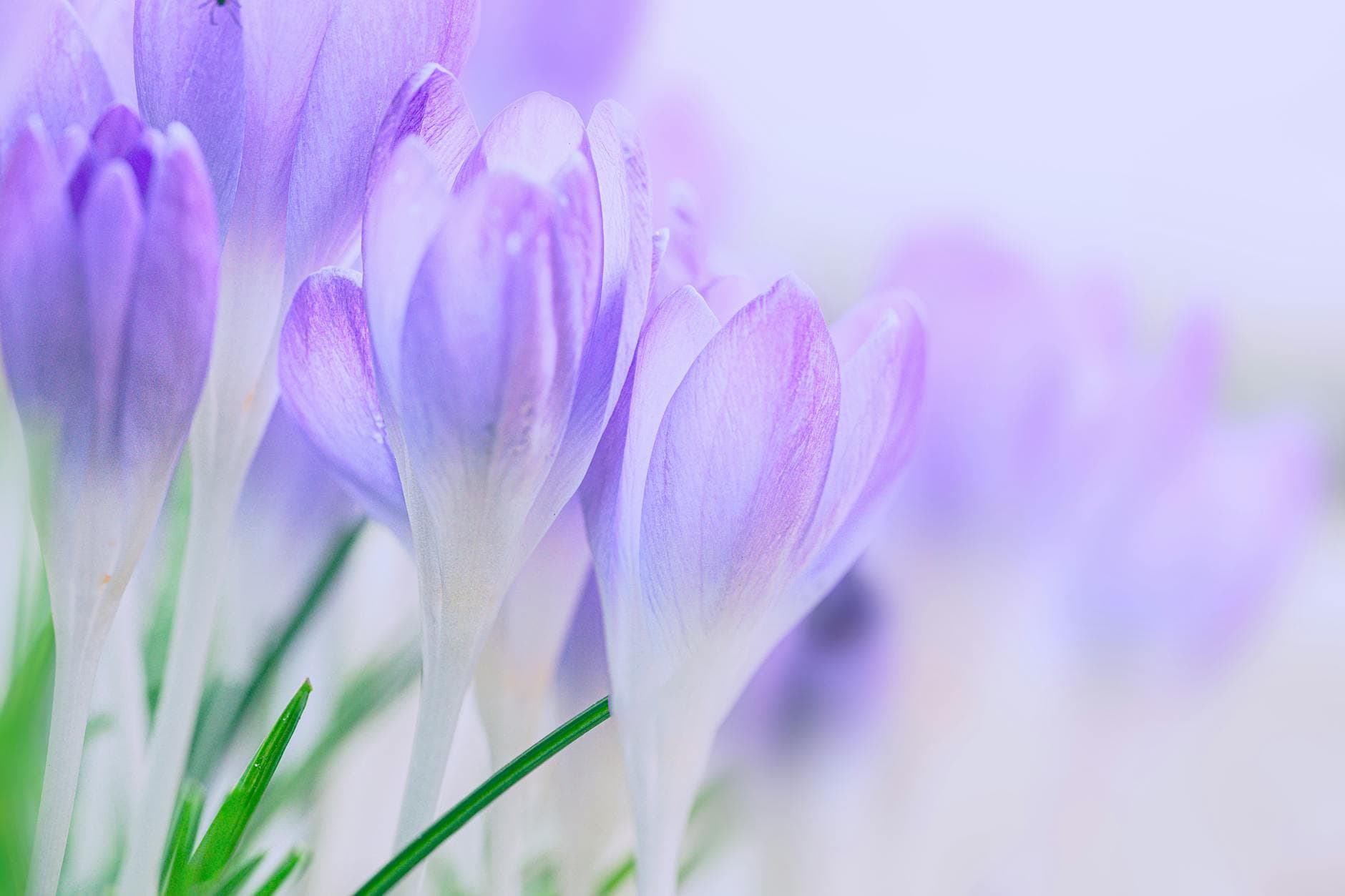 Beautiful close-up of purple crocus flowers blooming, capturing nature's vibrant colors. - spring allergies anxiety