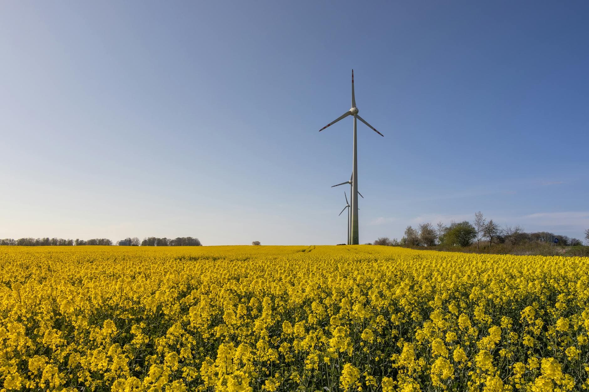 Vibrant canola field with tall wind turbines under a clear blue sky, symbolizing sustainable energy. - spring energy slump