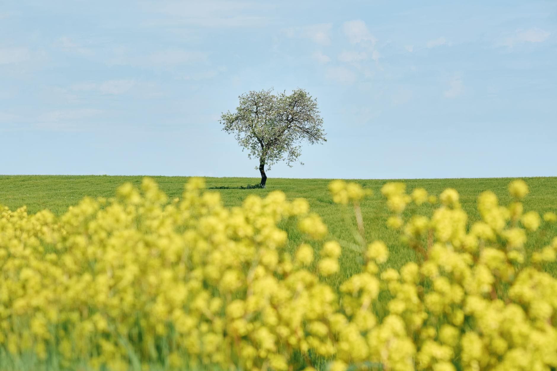 A single tree stands in a vibrant spring field under a clear blue sky. - spring loneliness