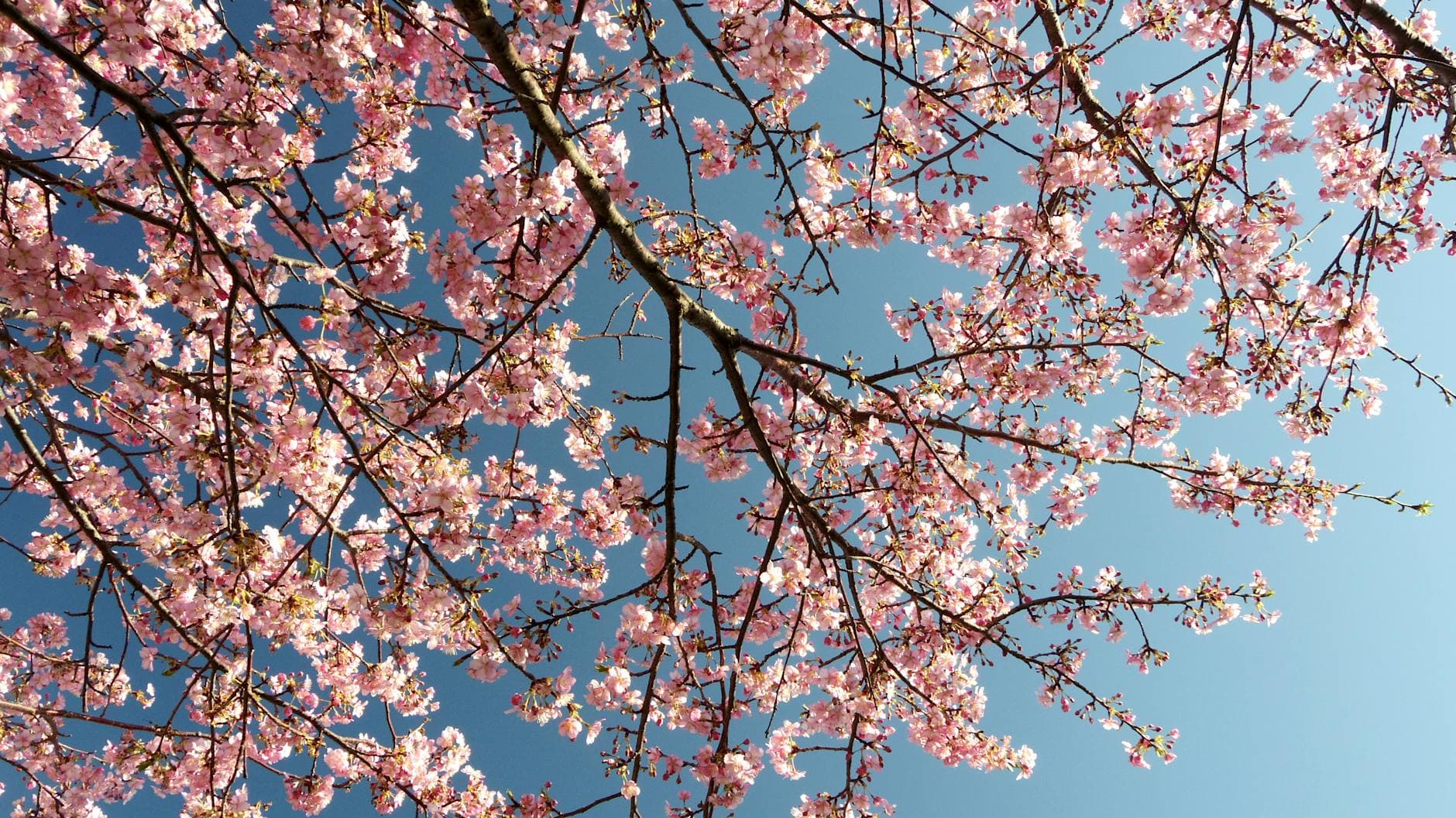 Cherry blossom branches against a vibrant blue sky, symbolizing spring's bloom. - spring seasonal depression