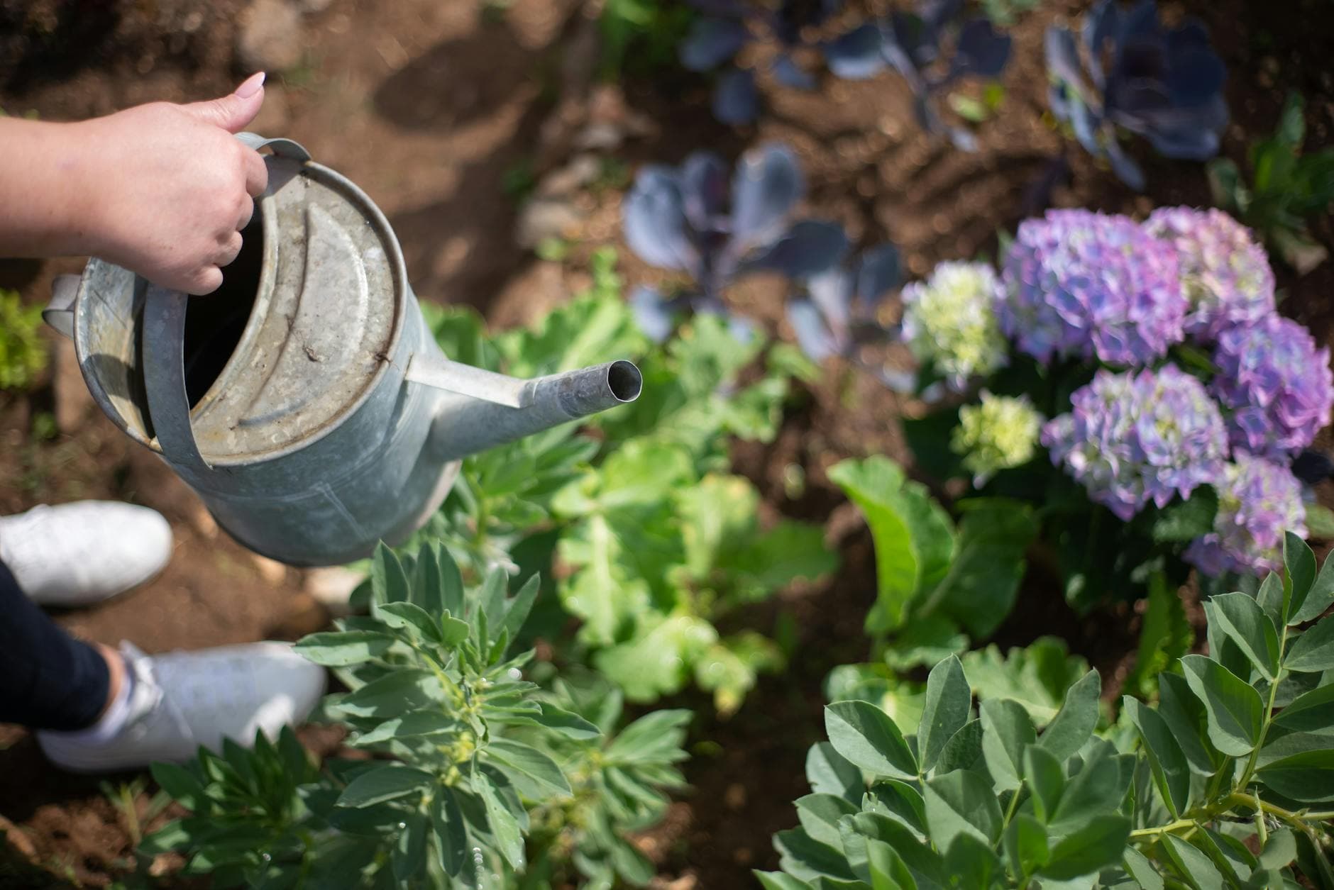 A woman waters blooming flowers and lush greenery with a metal watering can in a sunny garden. - therapeutic gardening