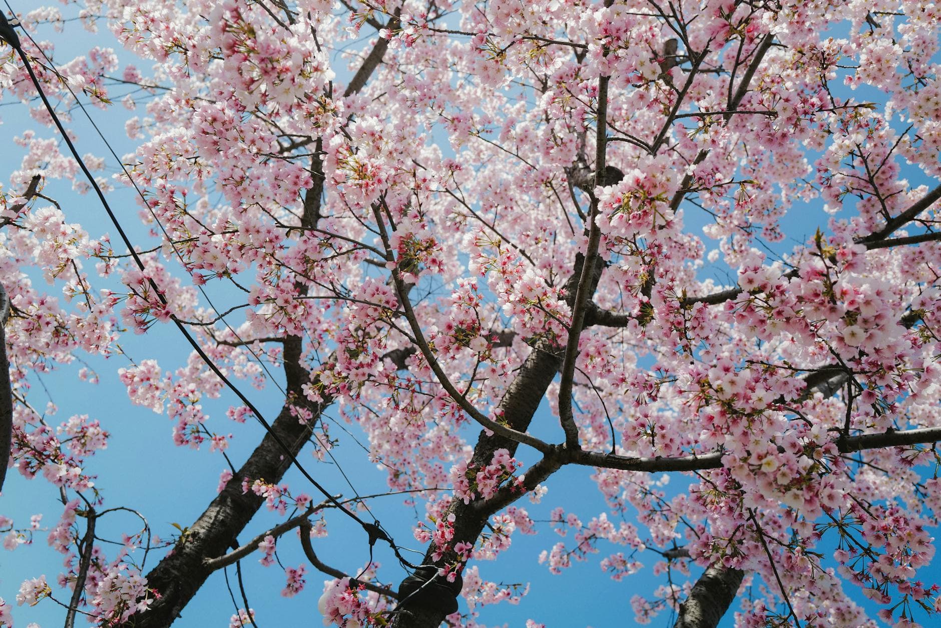 Beautiful cherry blossoms in full bloom against a clear blue sky, symbolizing the arrival of spring. - therapist for spring change