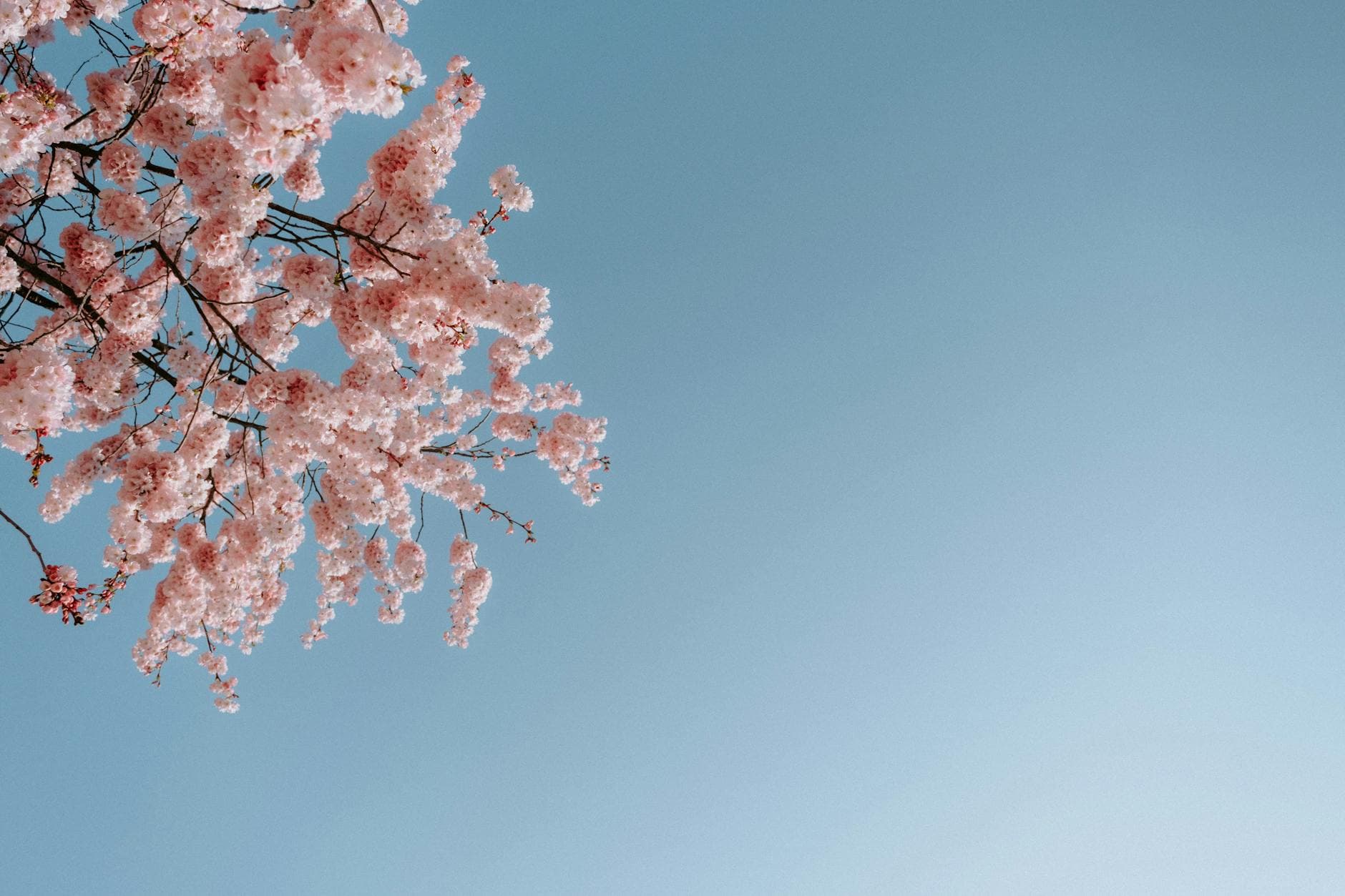 Aesthetic cherry blossoms in full bloom under a clear blue sky, capturing spring's essence. - cbt for spring anxiety