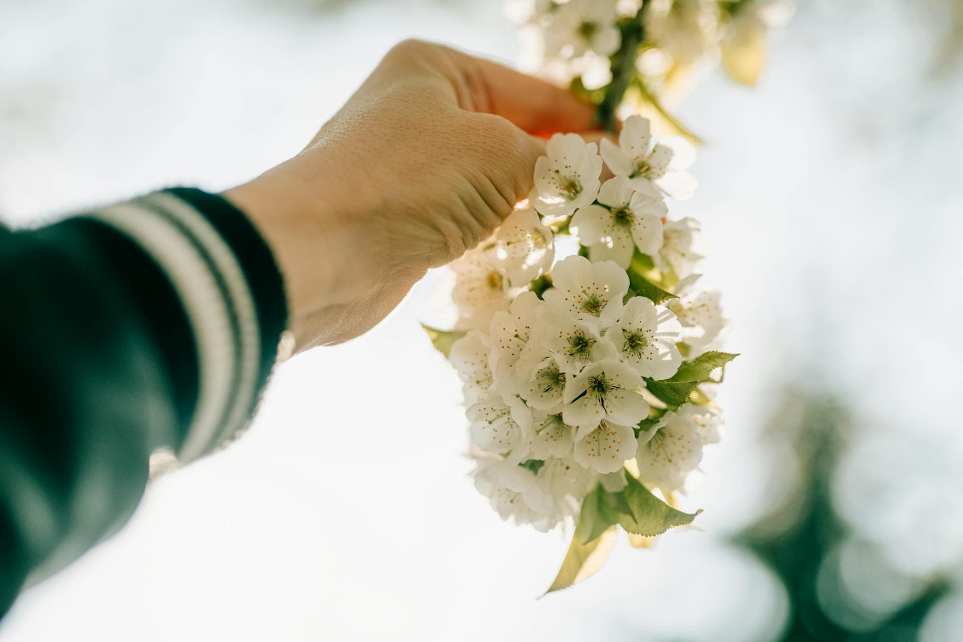 A close-up of a hand holding a cluster of white blossoms against a bright, outdoors background. - mental resilience spring