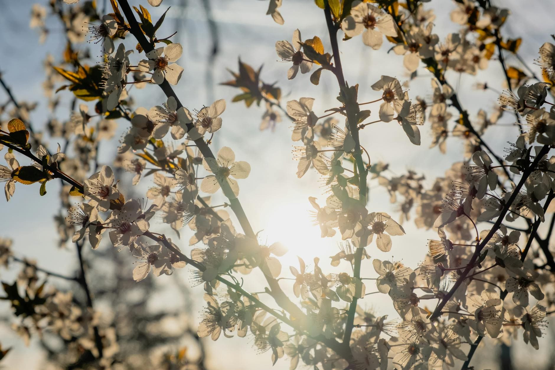 Close-up of blooming cherry blossoms against the sun, capturing spring's essence. - spring seasonal affective disorder