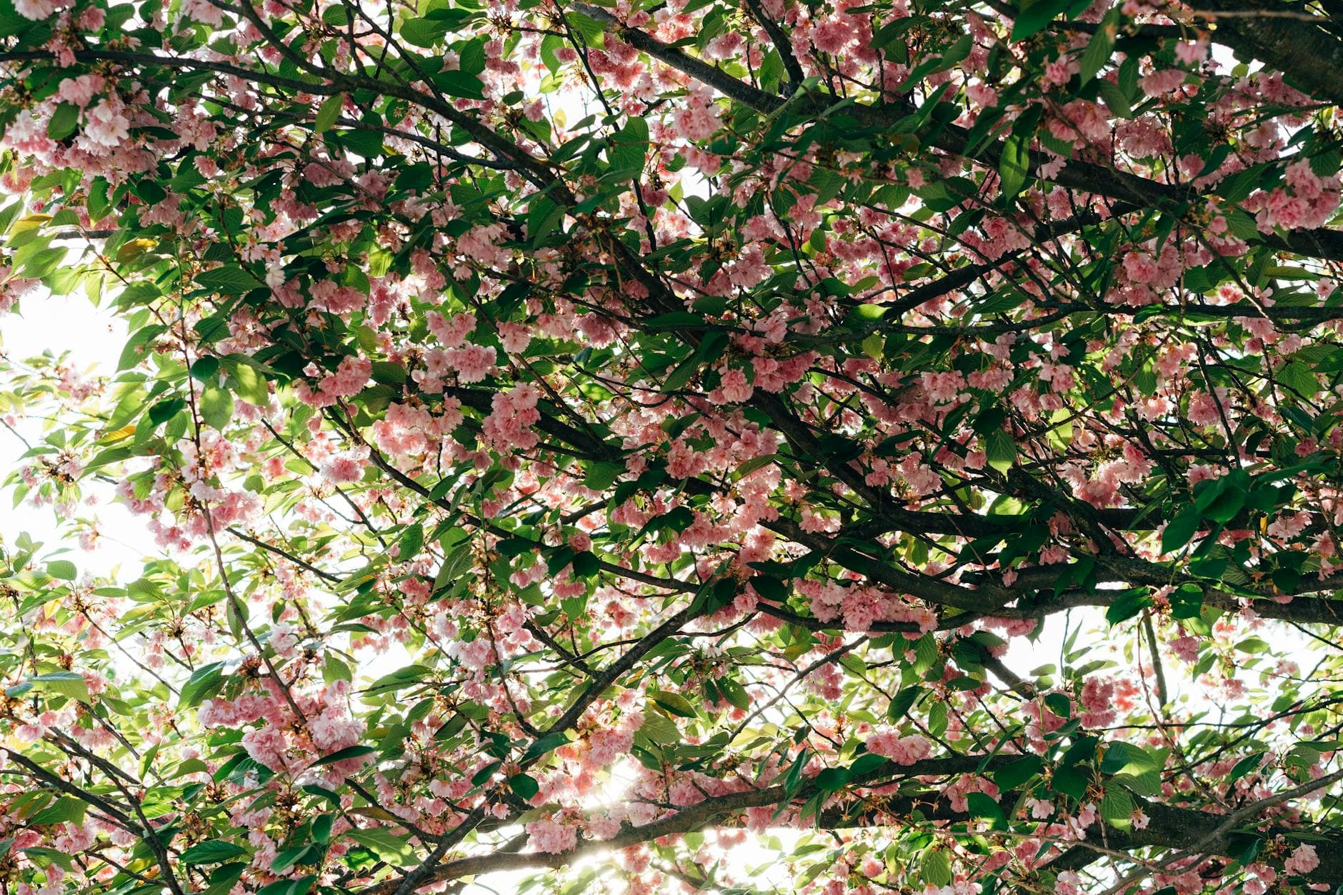 Vibrant cherry blossoms blooming on tree branches, capturing the essence of spring. - spring slump therapy
