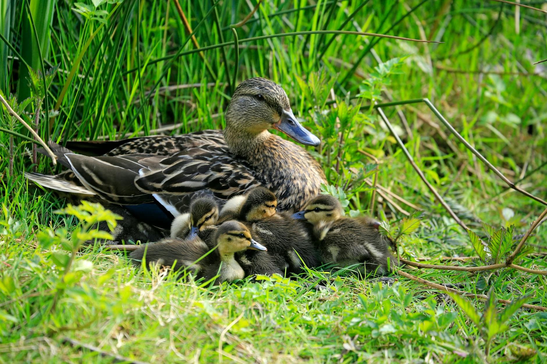 A mallard duck nestles with her ducklings among vibrant green foliage in a serene outdoor setting. - empty nest depression