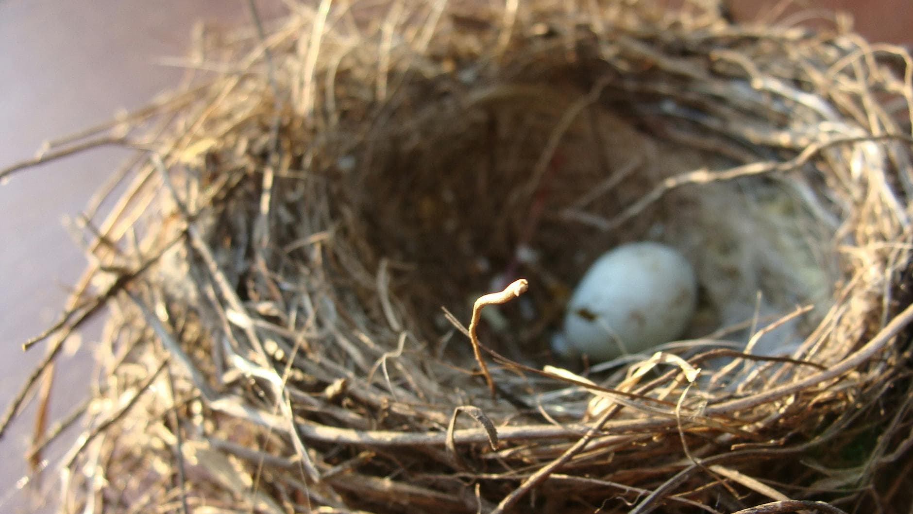 A detailed view of a bird's nest with a single egg, captured in natural light. - empty nest psychology