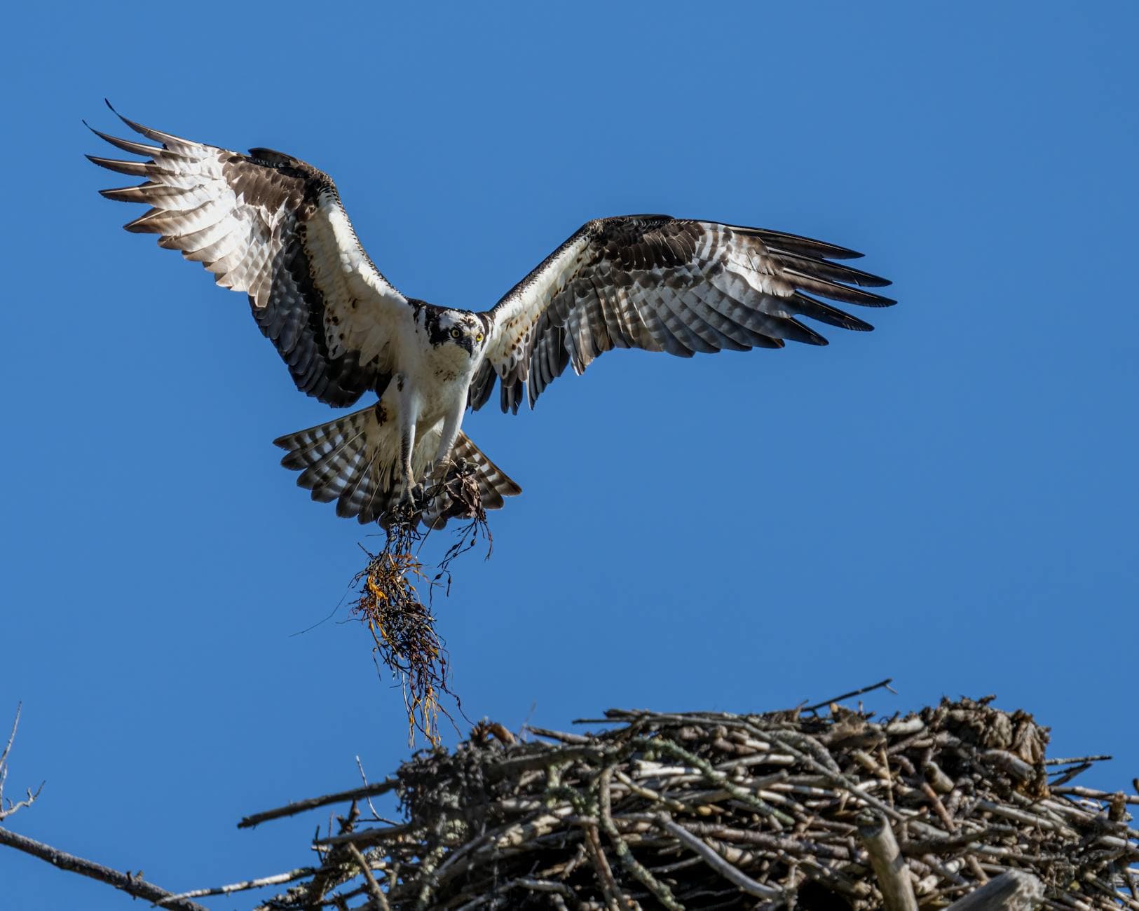 Osprey soaring above its nest with twigs in a clear blue sky, displaying strength and grace. - empty nest syndrome