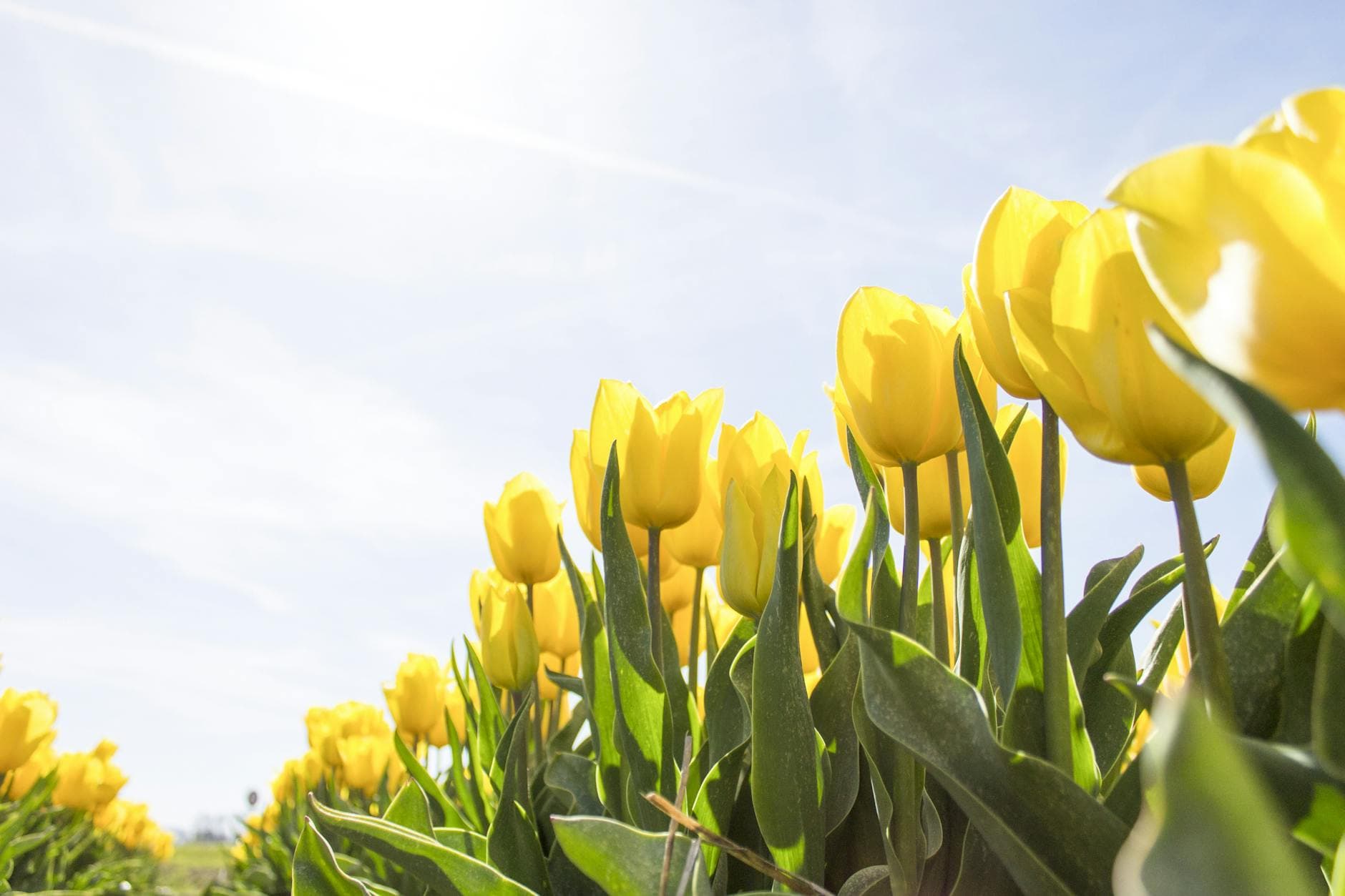 A stunning field of yellow tulips illuminated by sunlight against a clear sky. - spring depression symptoms