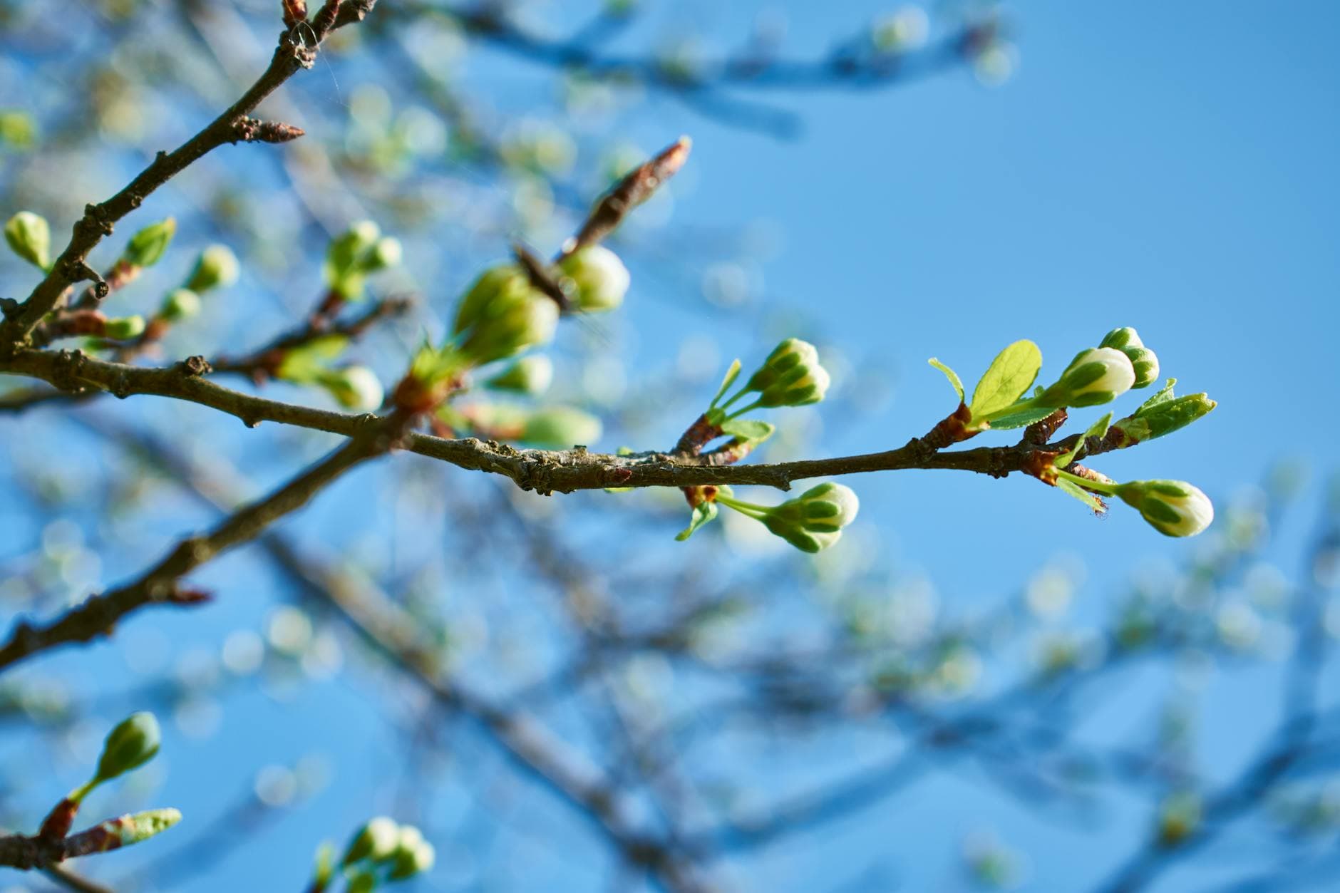 Detailed view of a budding branch in spring with a blue sky background. - spring mood boost