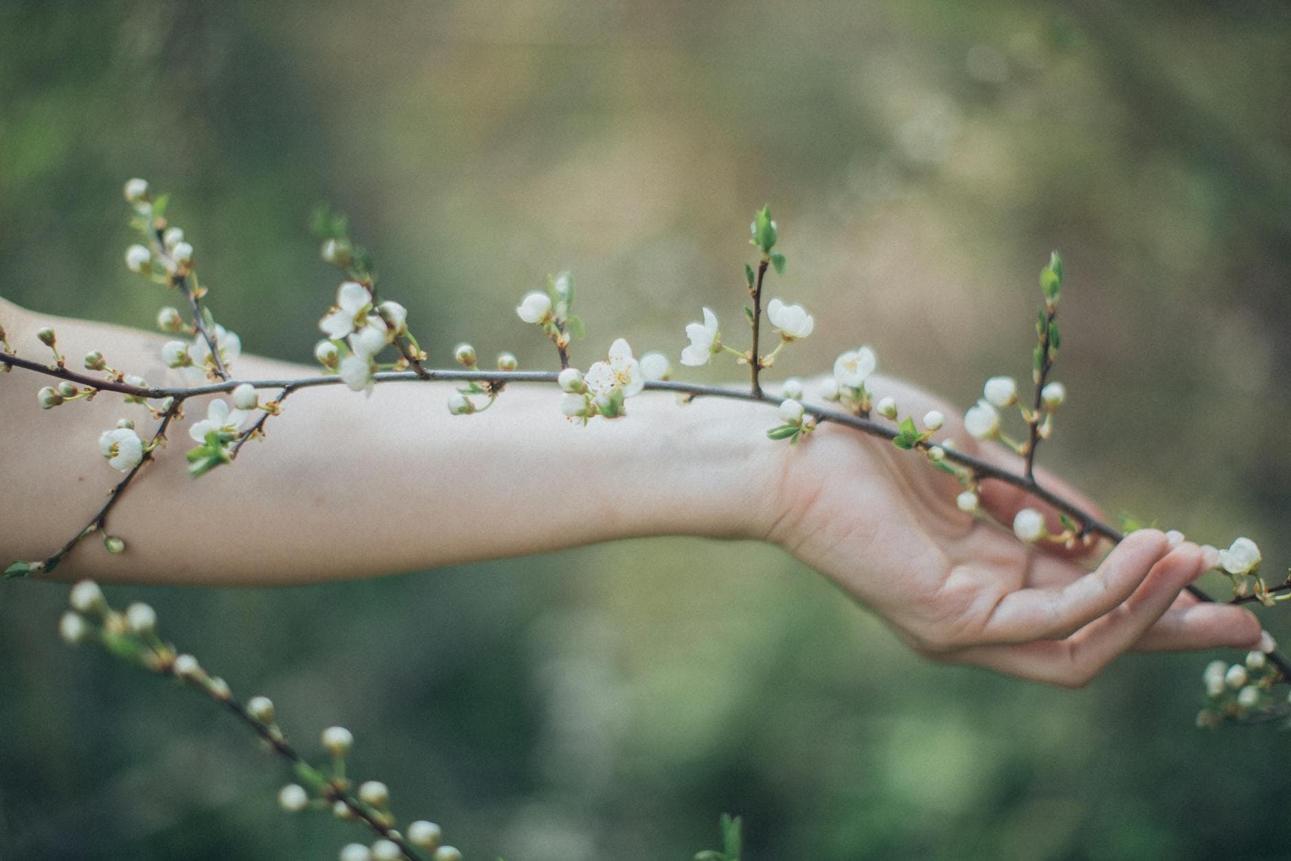 Crop anonymous female carrying thin branch with fresh white small flowers in garden - spring sad symptoms