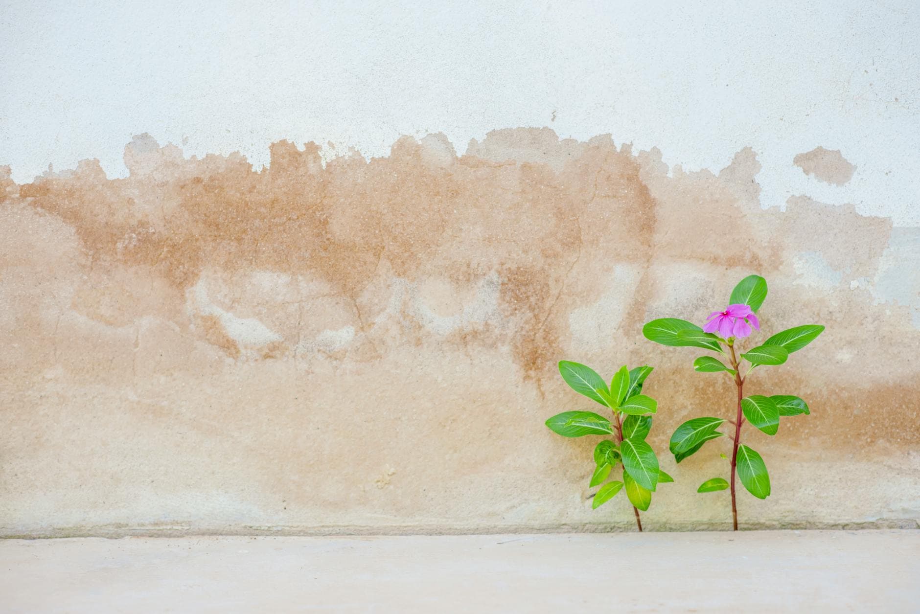 A resilient pink flower grows next to a textured, weathered wall, symbolizing nature's persistence. - cultivating resilience