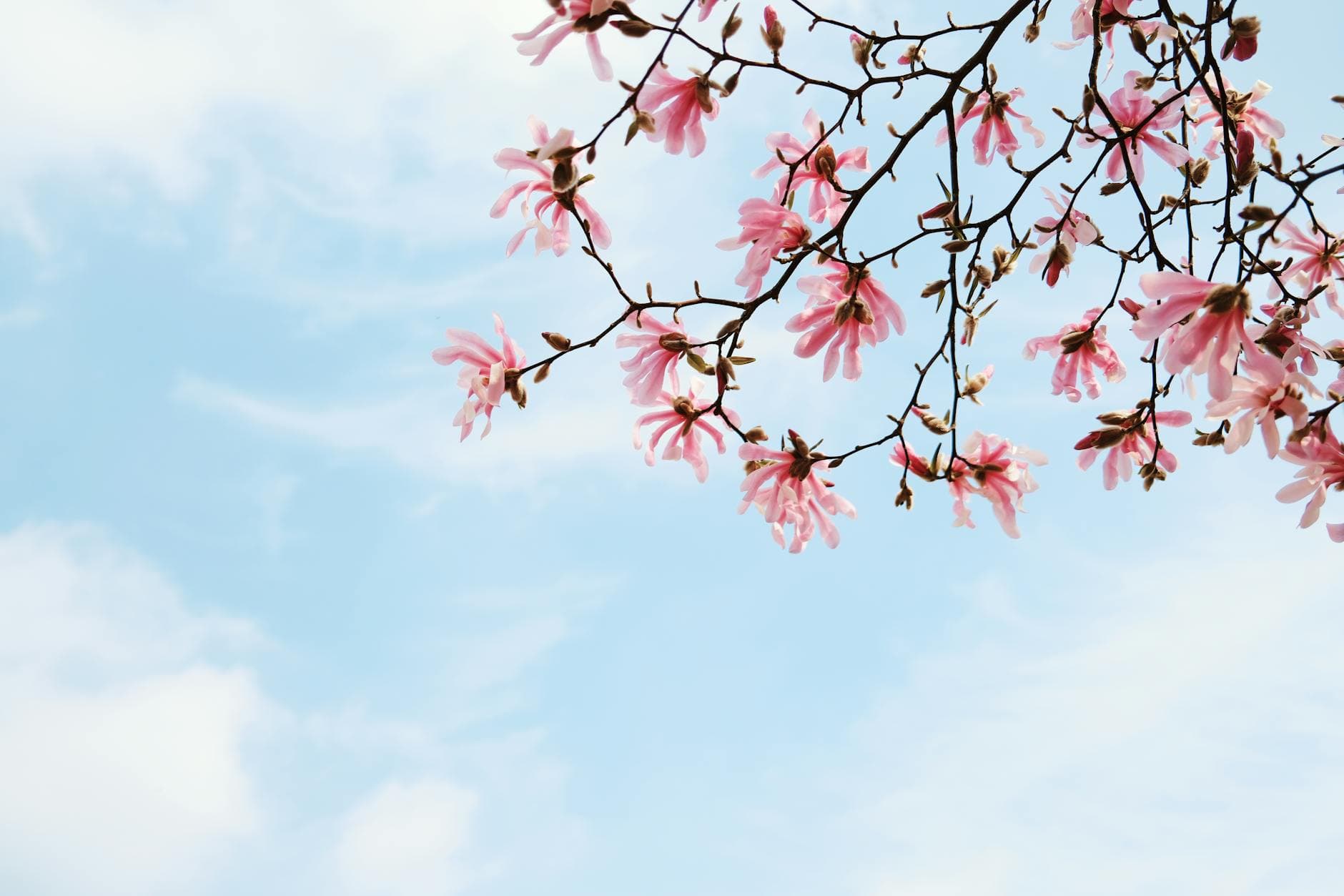 Beautiful magnolia blossoms on branches against a clear blue sky, symbolizing spring and renewal. - spring anxiety therapy