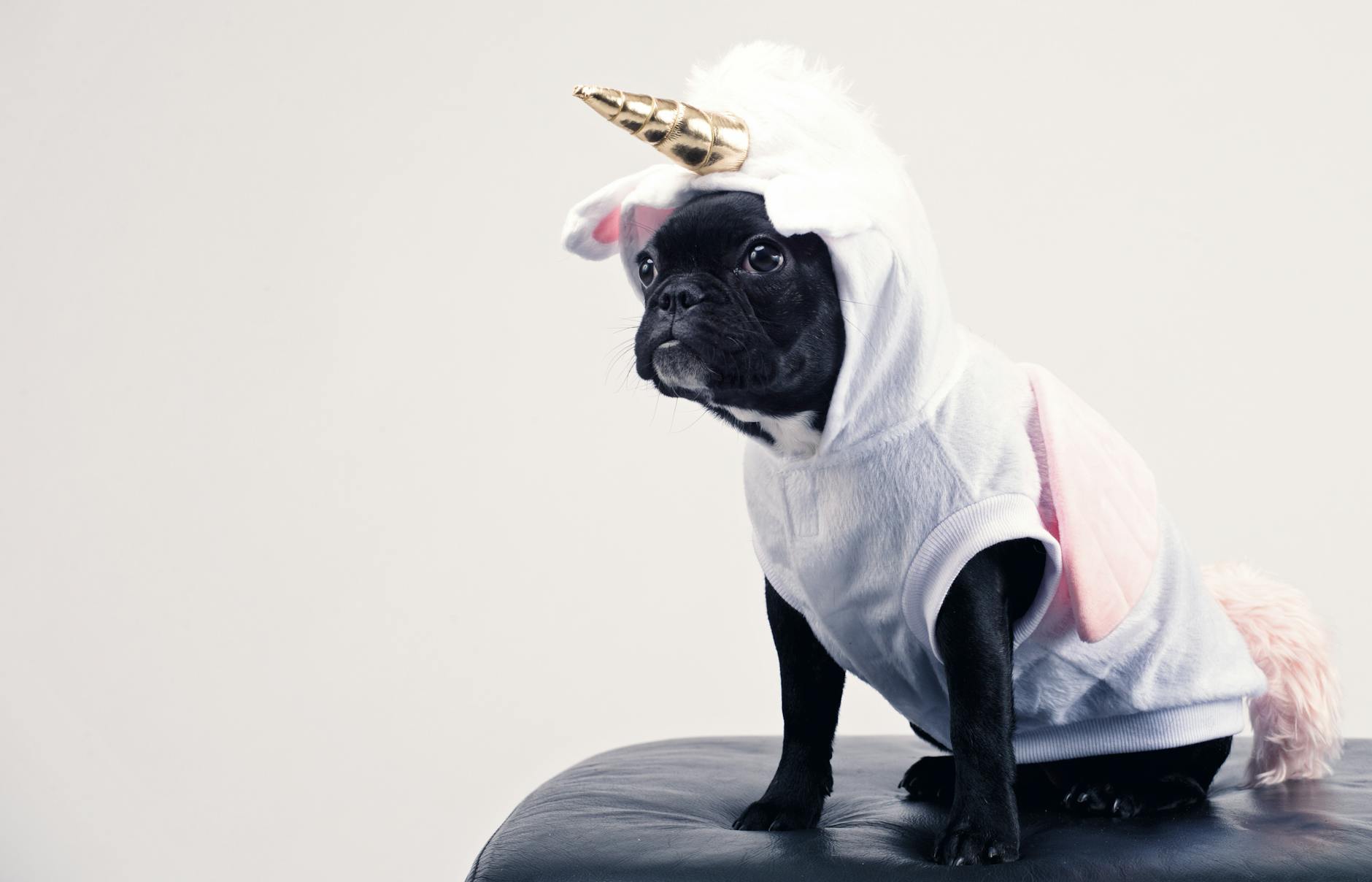 Cute French Bulldog dressed as a unicorn sitting on a leather stool. Perfect for playful pet-themed content. - funny advice for newlyweds