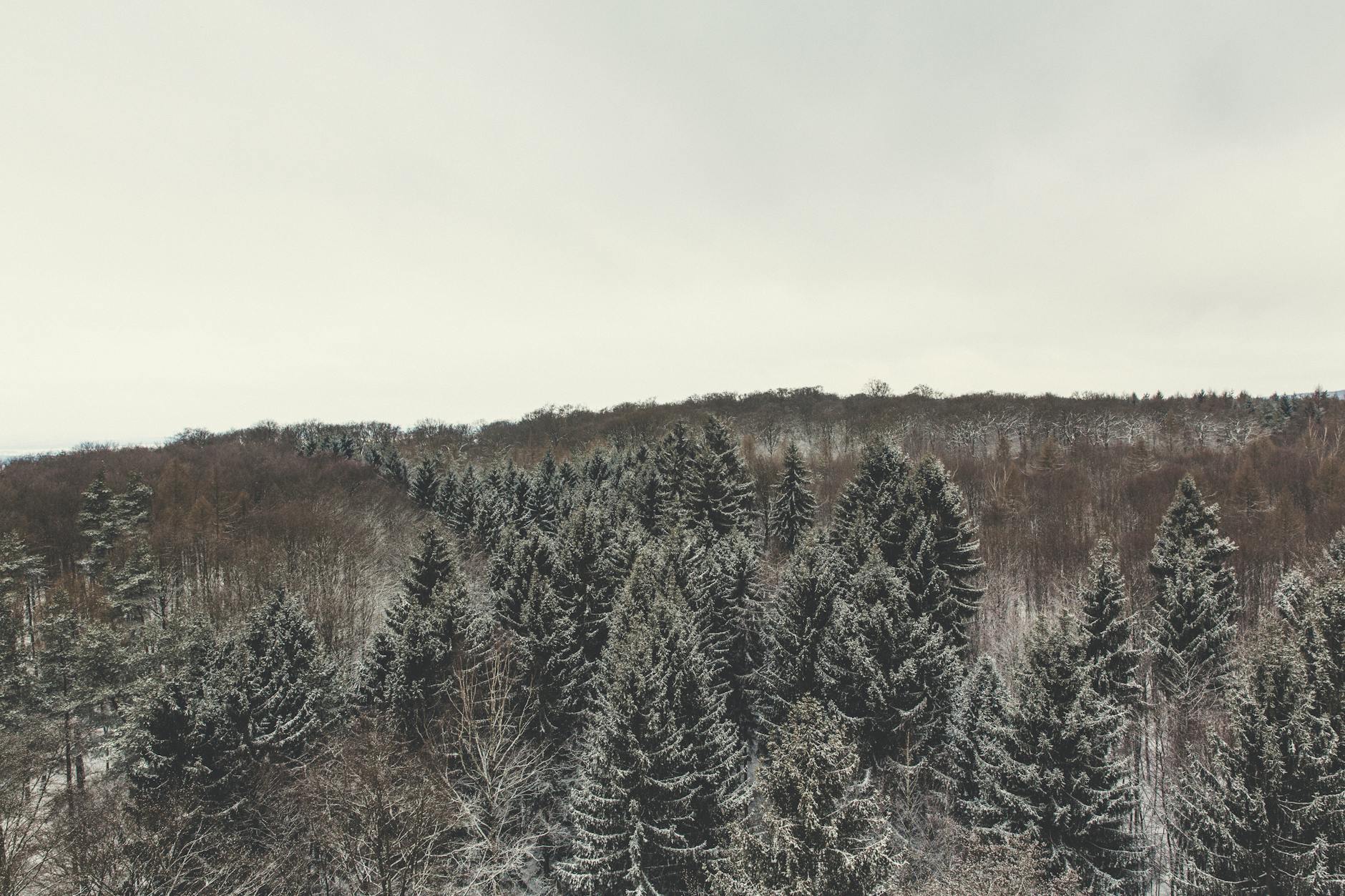A tranquil winter forest view showcasing snow-covered pine trees under an overcast sky. - winter mood boosting tips