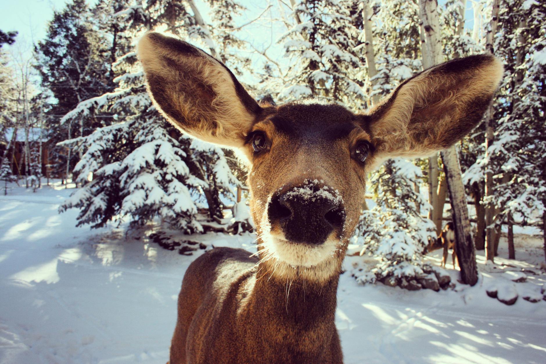A close-up view of a deer in a snowy forest showcasing its curious expression amidst winter scenery. - winter mood boosting tips