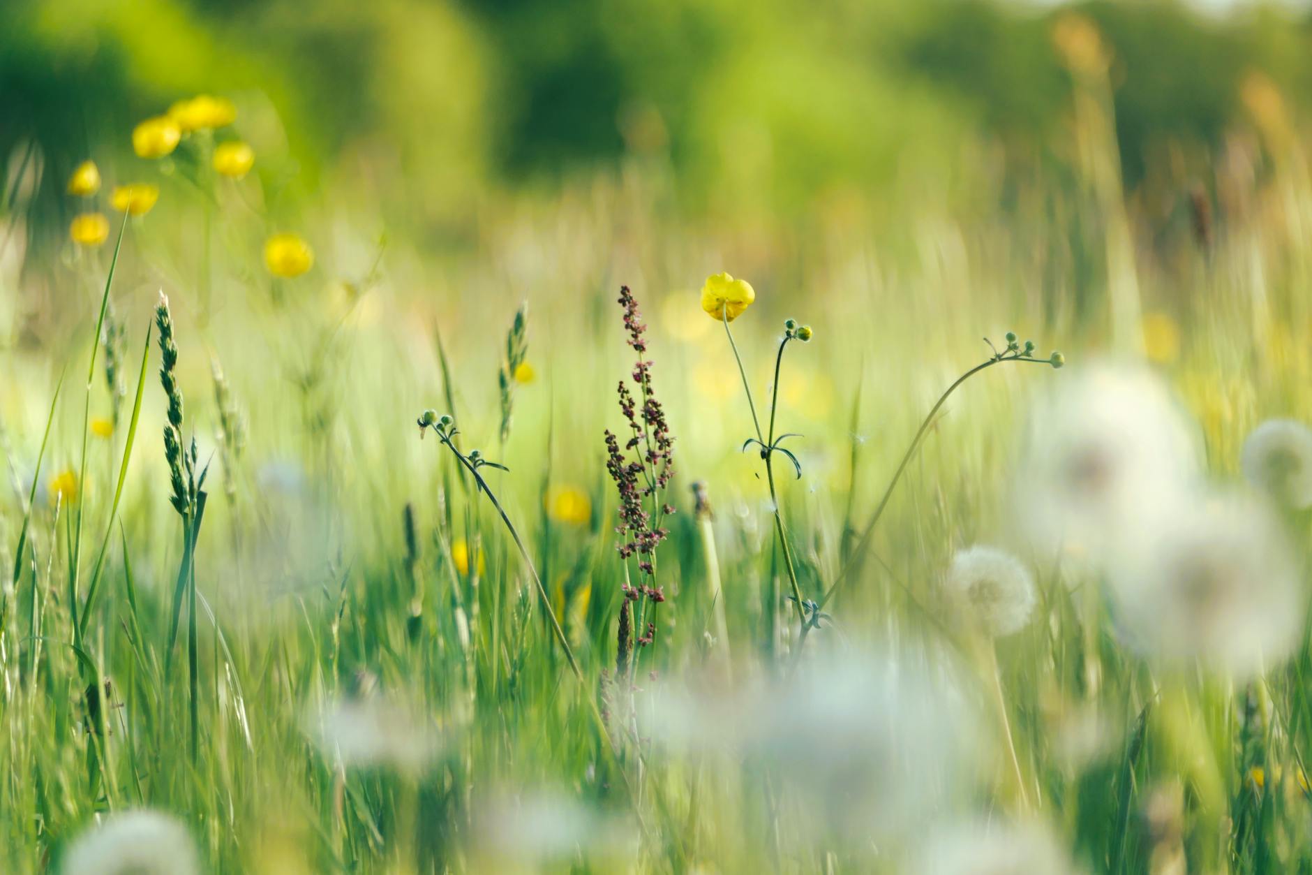 A lush meadow in bloom during spring with a variety of wildflowers and greenery. - allergy season relationship