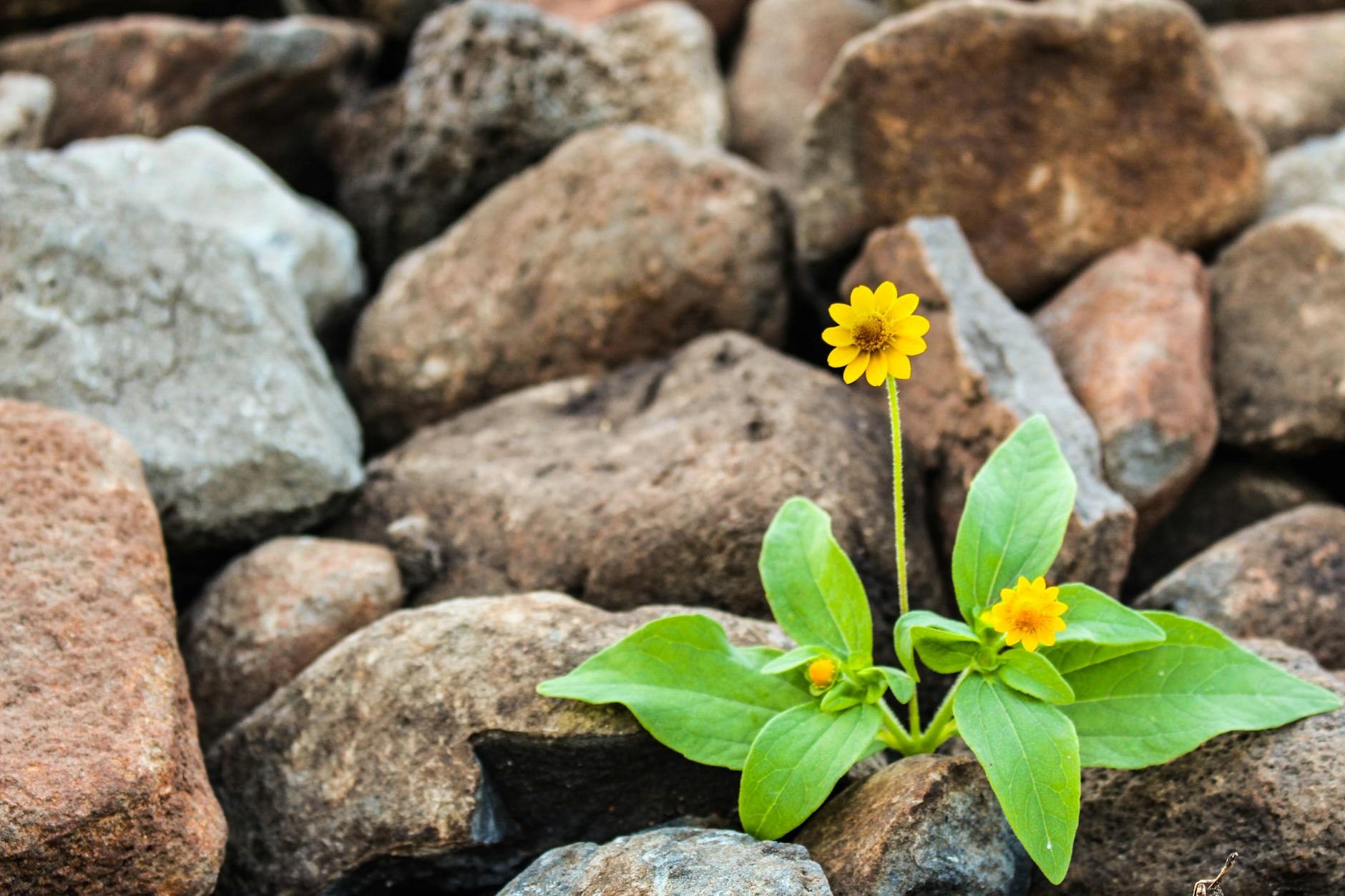 A vibrant yellow flower blooming amidst rugged brown rocks, symbolizing resilience. - build resilience
