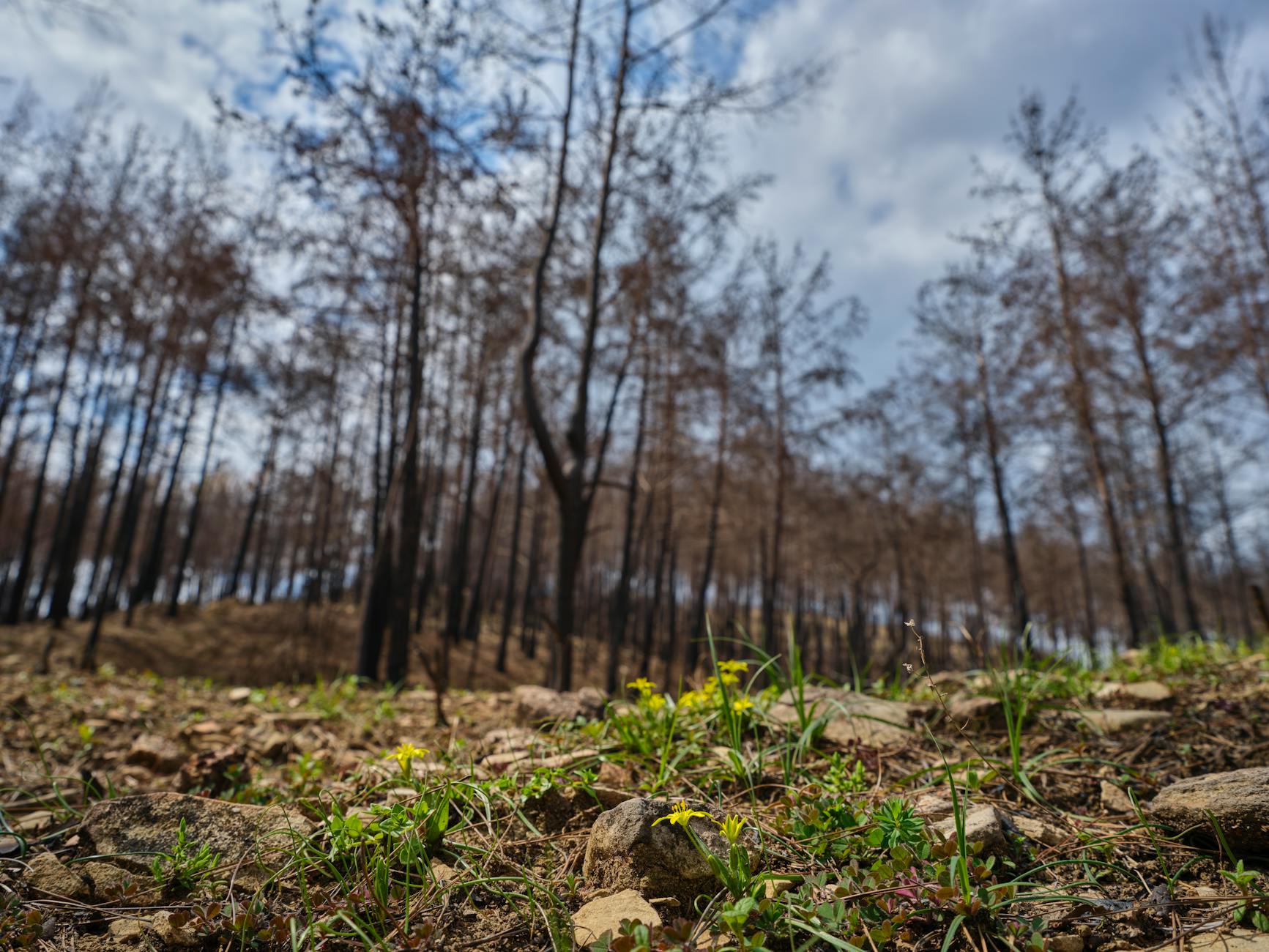 A regenerating forest scene with burnt trees and new plant growth under a blue sky. - building resilience
