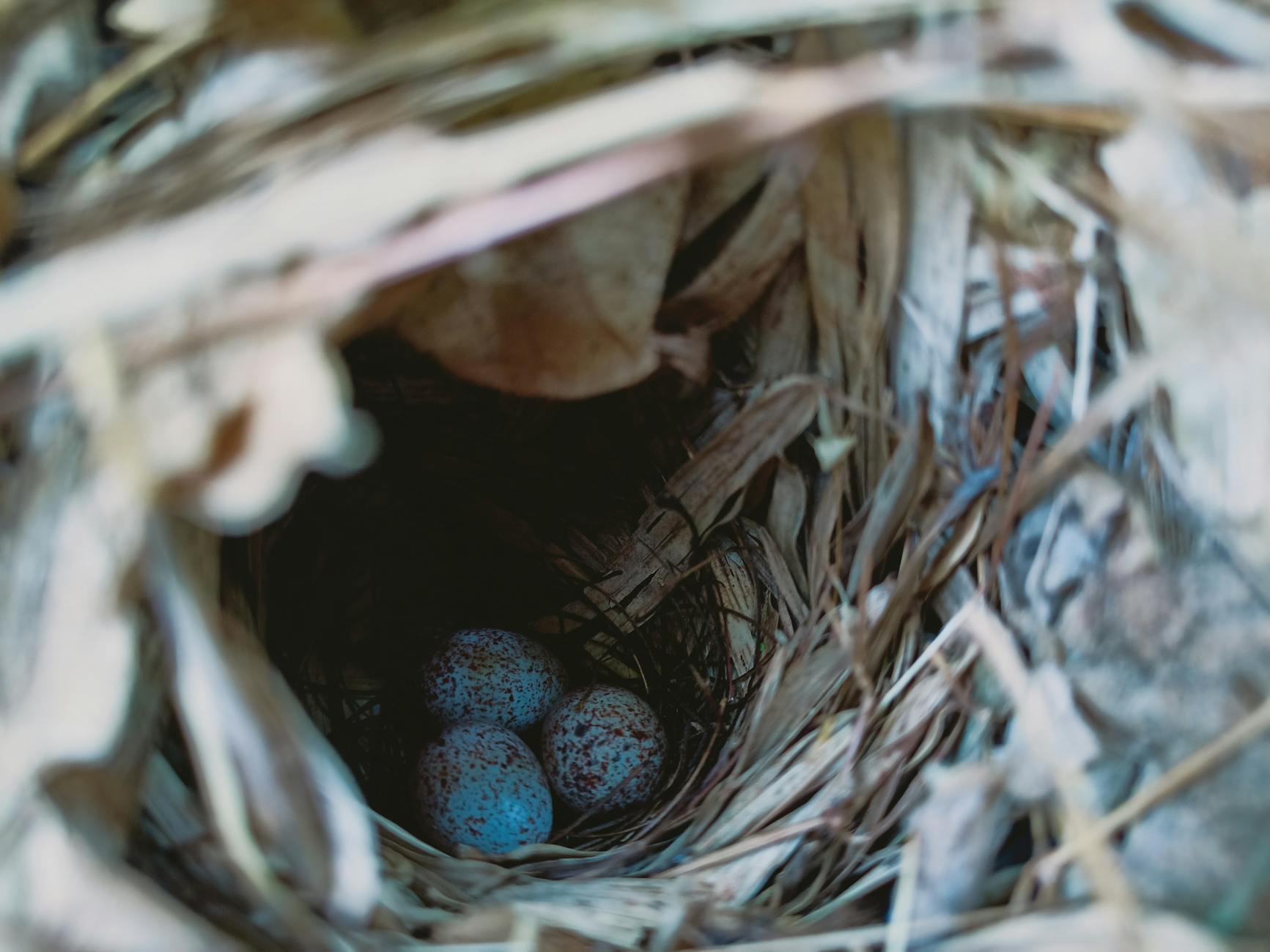 Overhead shot of a bird nest containing blue speckled eggs, showcasing nature's intricate beauty. - empty nest depression