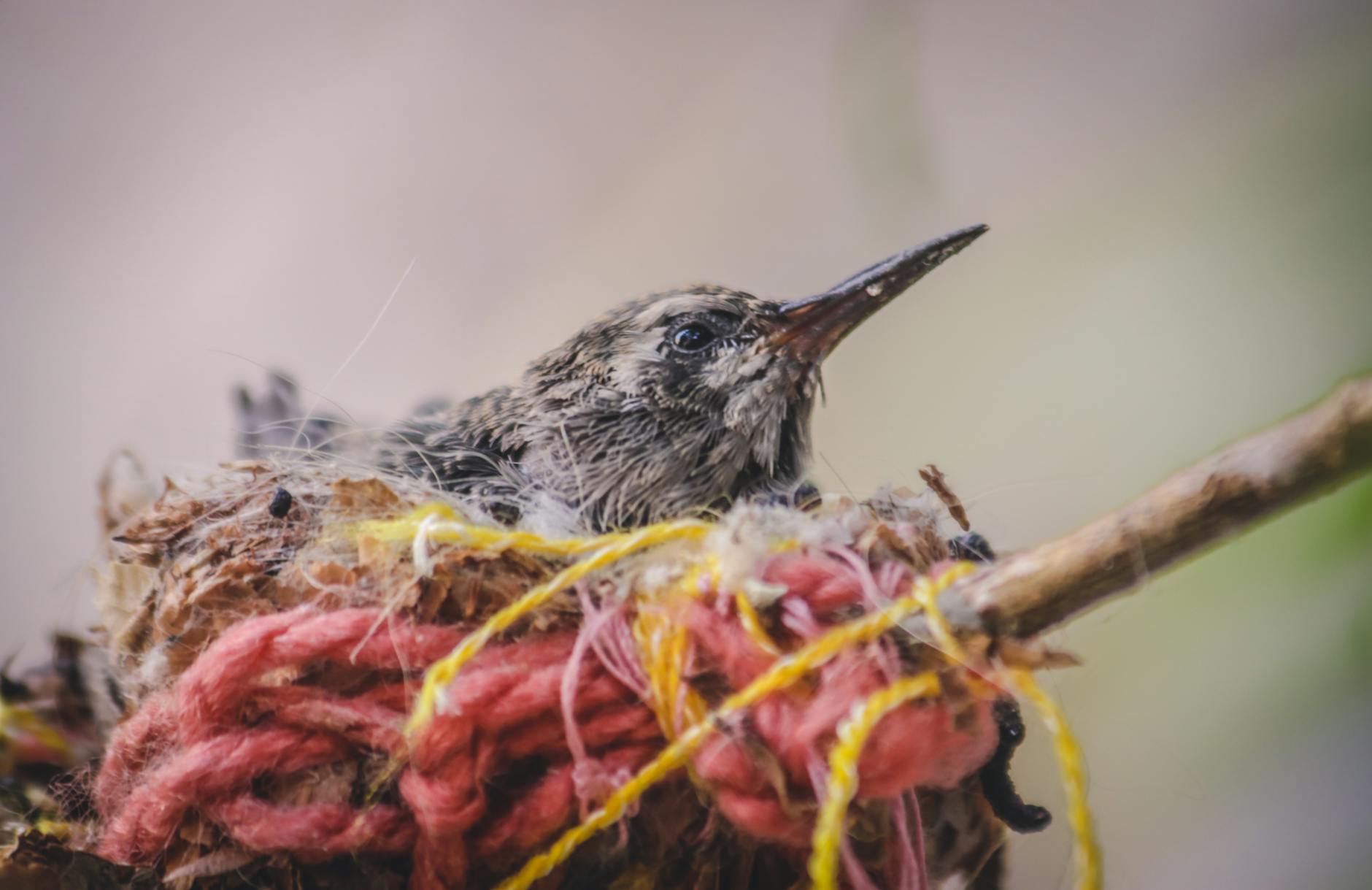 Close-up of a hummingbird hatchling nestled in vibrant threads. Captured outdoors in Mexico. - empty nest depression