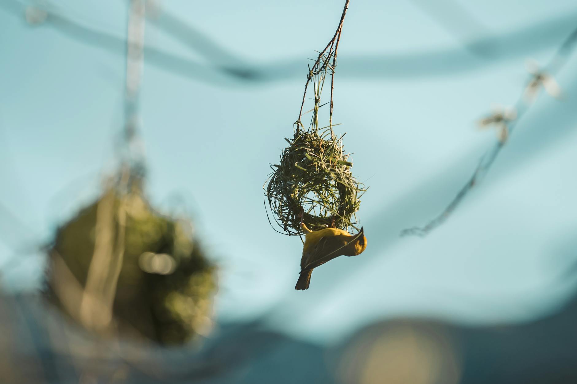 A bird skillfully constructs its nest hanging upside down in a tranquil outdoor environment. - empty nest depression