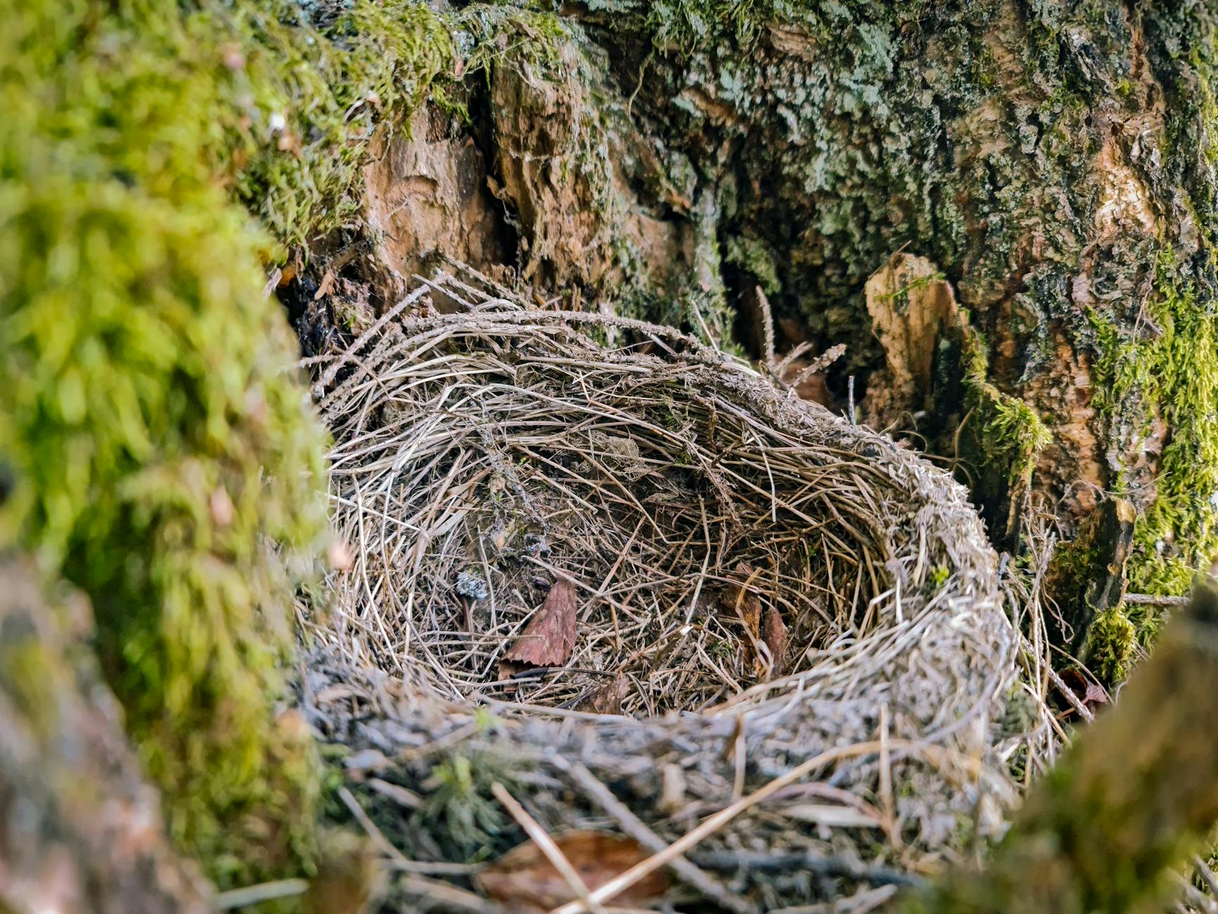A detailed close-up of an empty bird's nest nestled in tree bark surrounded by moss. - empty nest psychology
