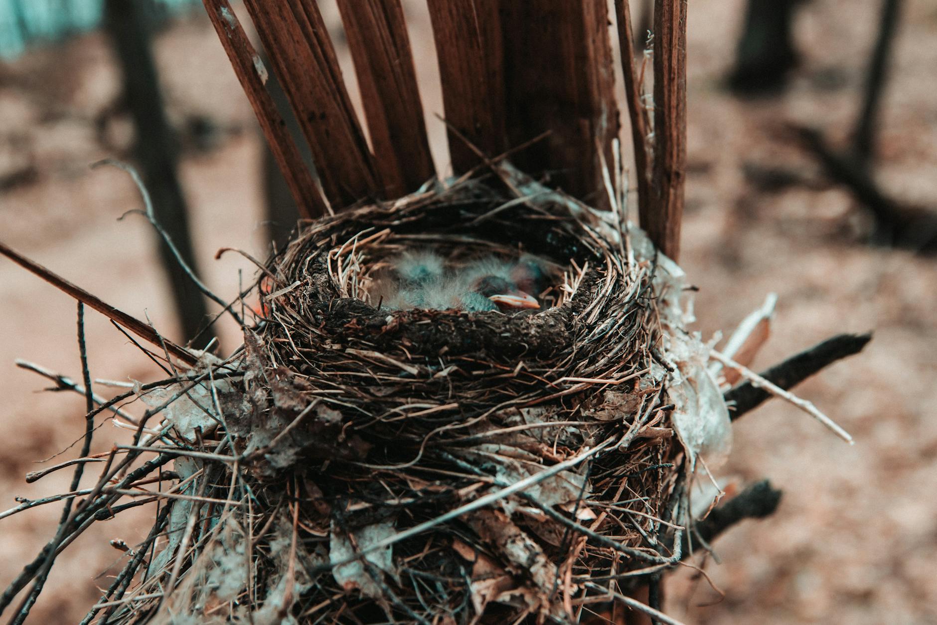 A detailed view of hatchlings resting in a nest on a tree in a forest setting. - empty nest psychology