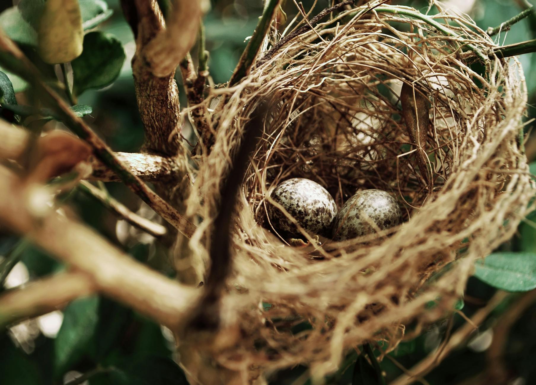 Detailed view of a bird's nest with speckled eggs nestled among tree branches in nature. - empty nest psychology