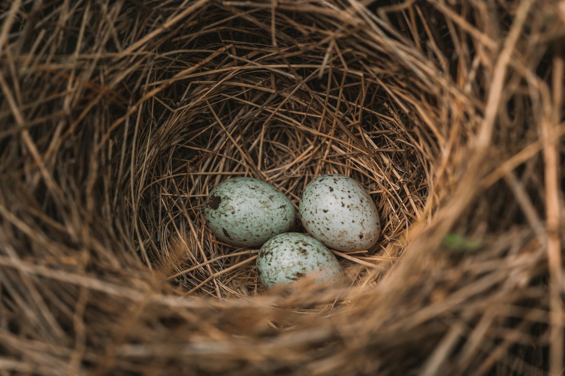 Focused shot of a bird nest containing three speckled eggs among dried twigs. - empty nest psychology