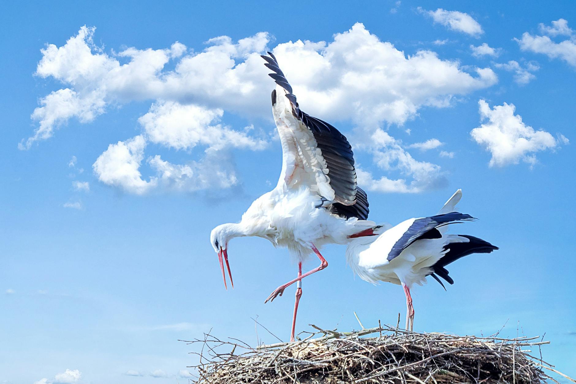 A pair of storks nesting with wings spread under a bright blue sky. - empty nest symptoms