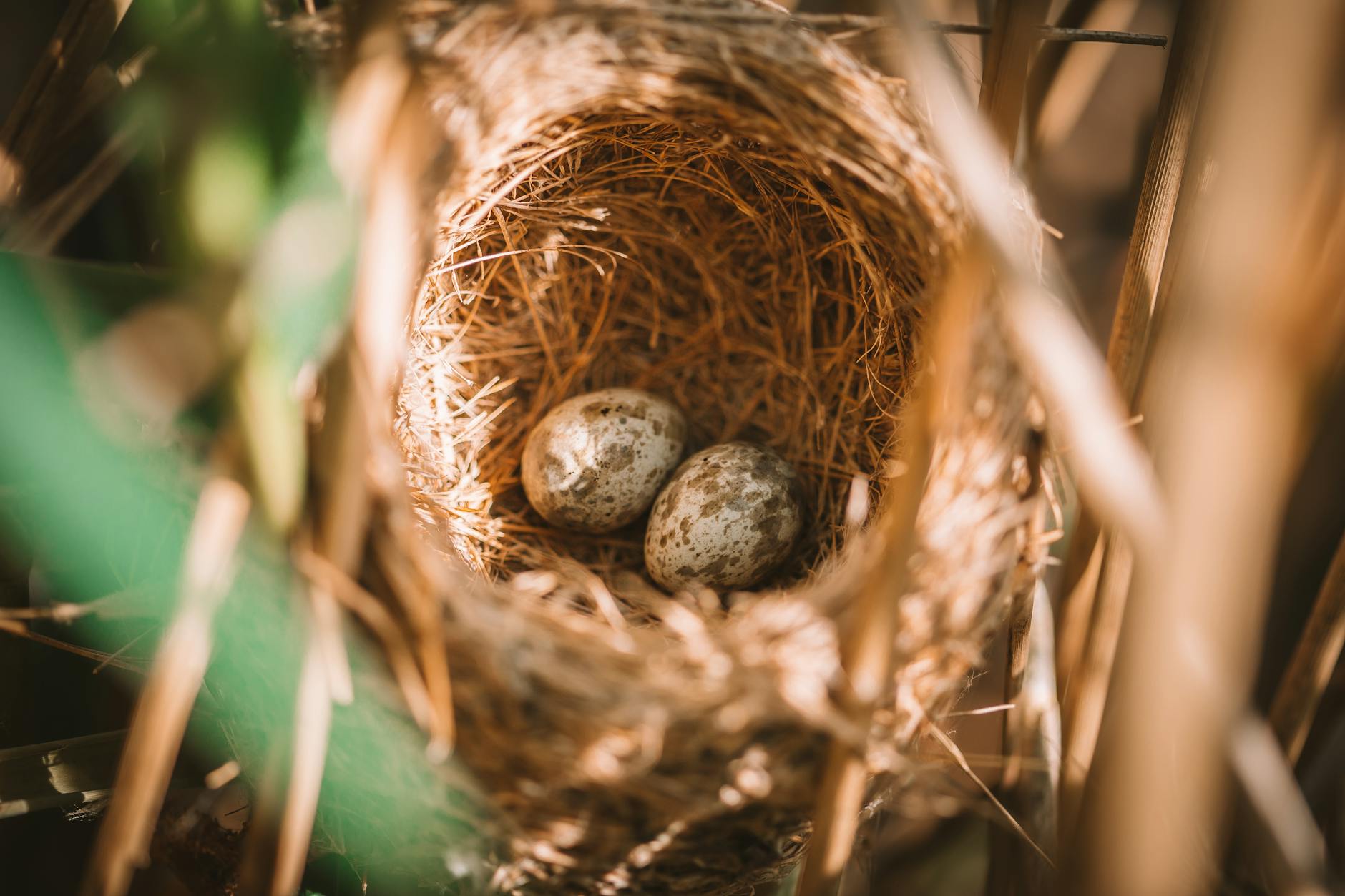 A detailed view of a bird nest containing speckled eggs, surrounded by natural foliage. - empty nest syndrome
