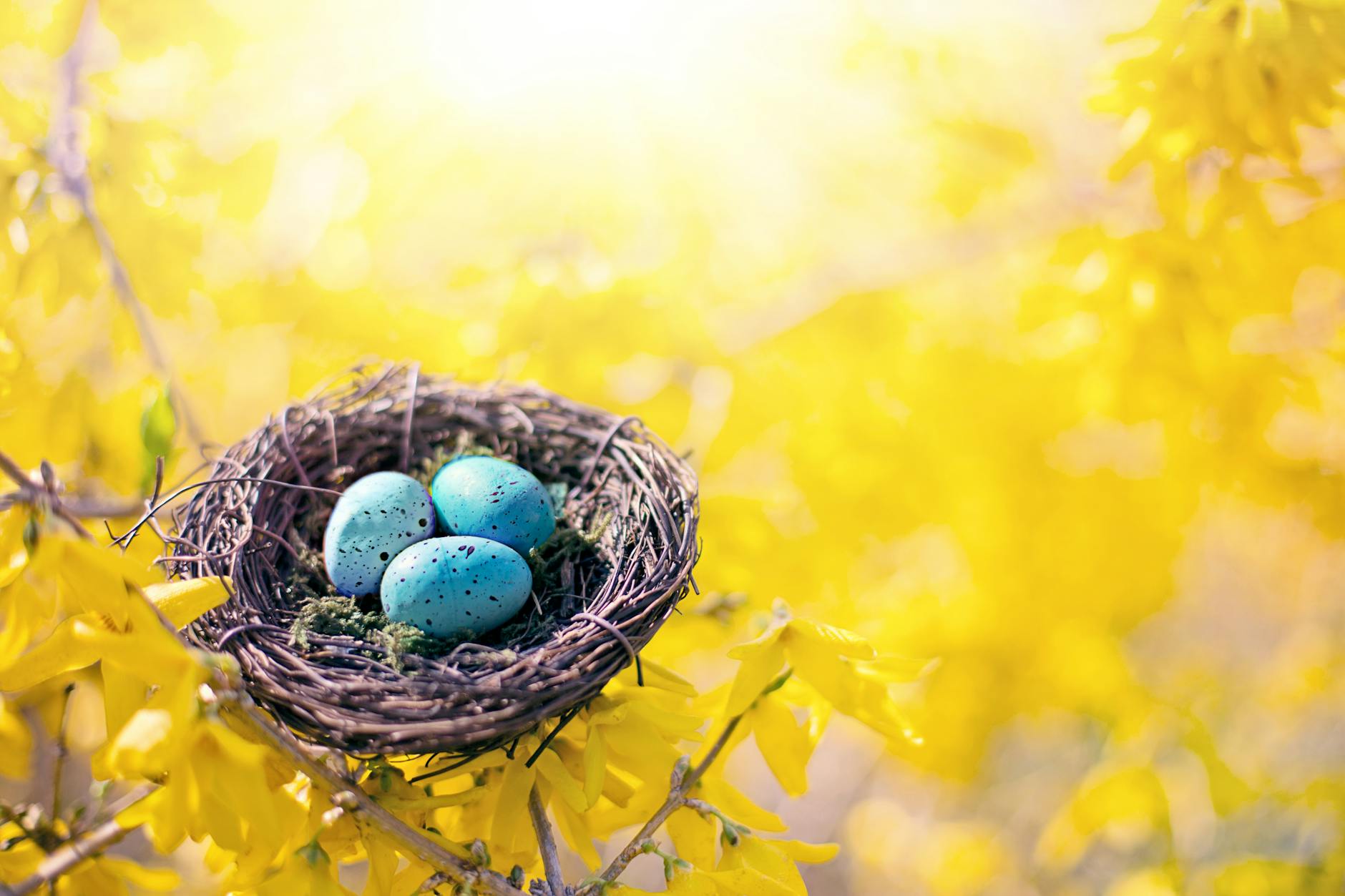 Close-up of a bird's nest with blue eggs amidst bright yellow forsythia flowers. - empty nest syndrome