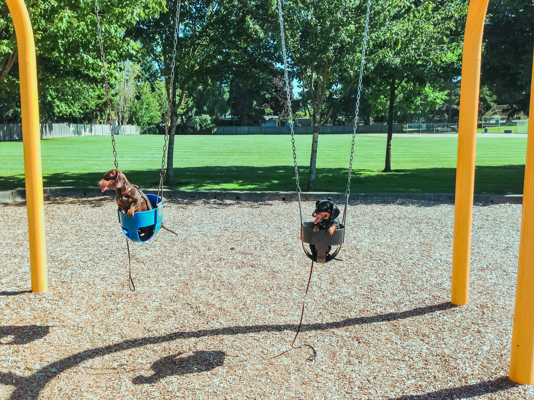 Adorable dachshunds swinging at a sunny park playground, surrounded by green grass and trees. - find therapist mood swings