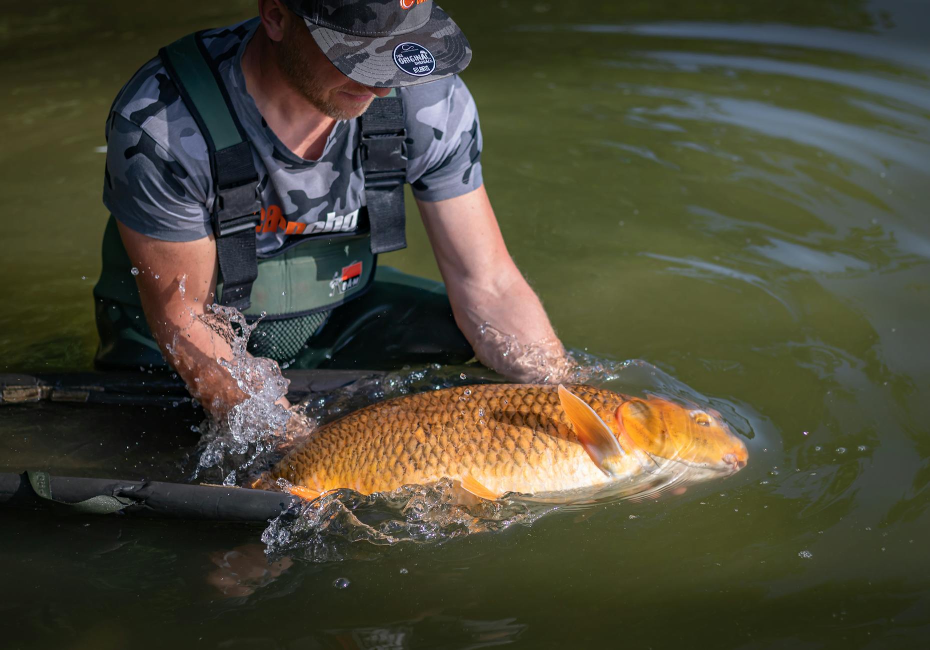 A fisherman gently releases a large carp into the water, showcasing catch and release fishing. - journaling emotional release