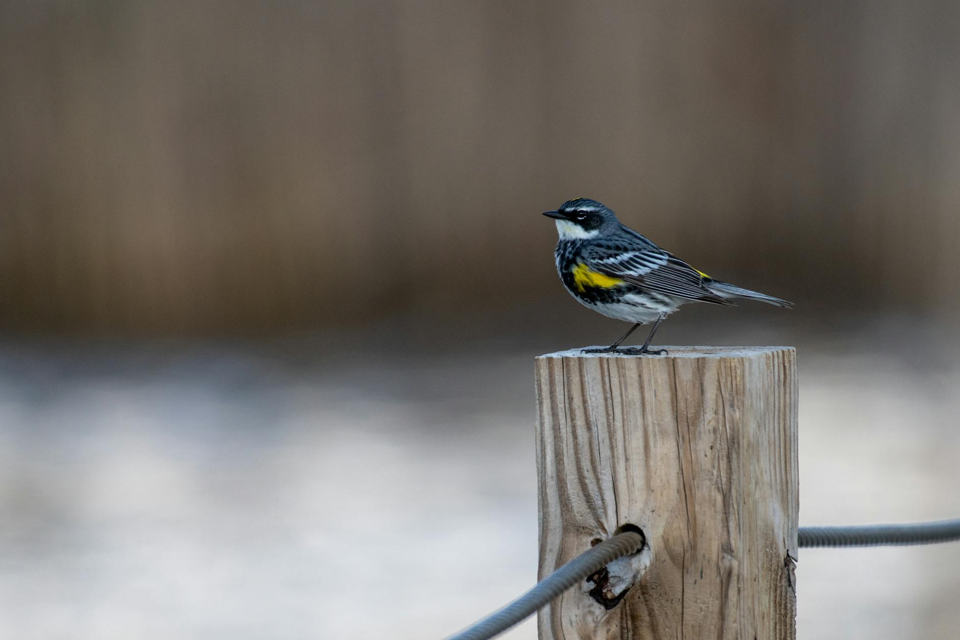 A Yellow-rumped Warbler (Setophaga coronata) perched on a wooden post in winter. - nature for post-winter blues