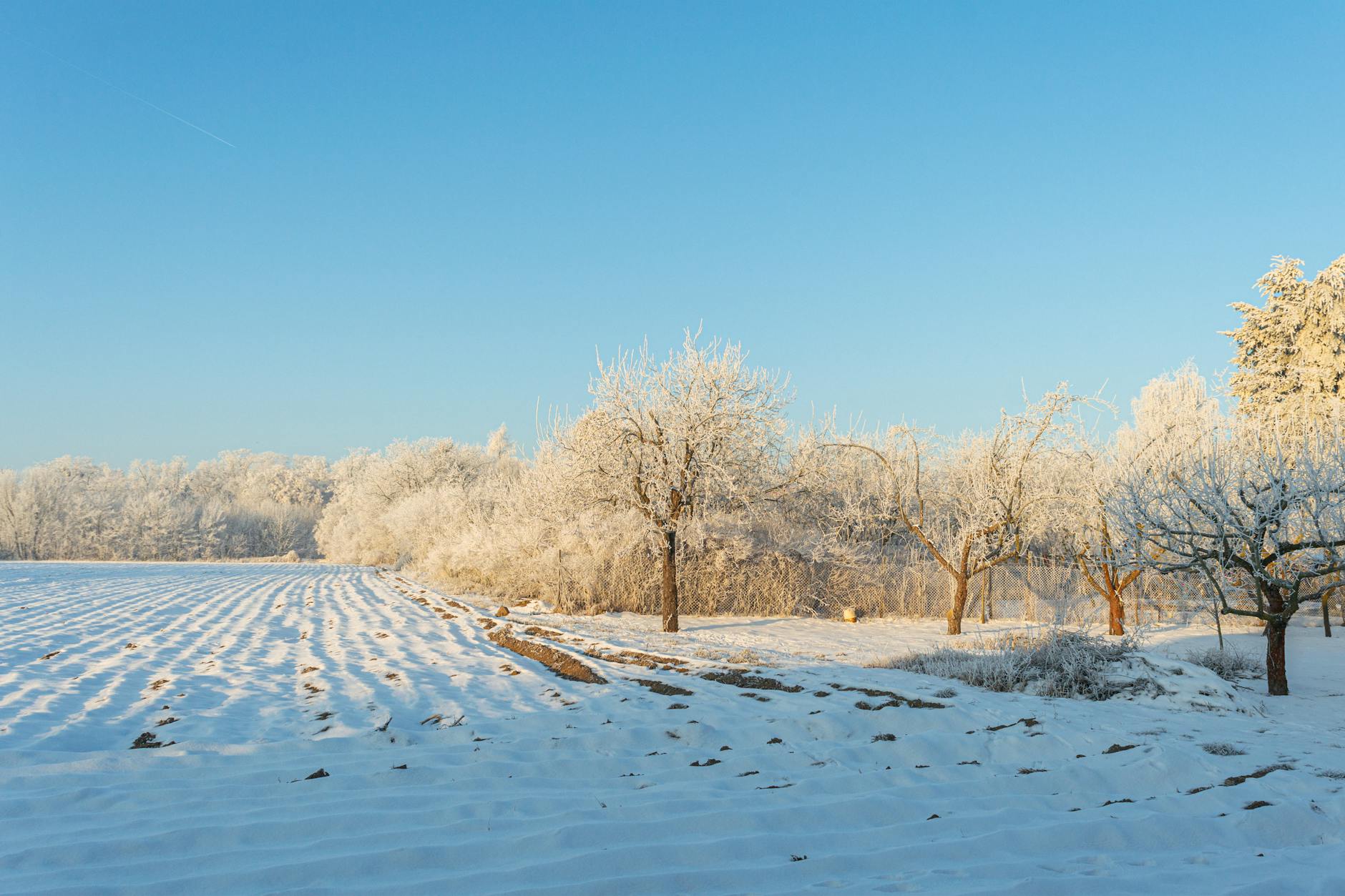 Peaceful winter landscape of a frosty orchard in Poland under a clear blue sky. - nature for post-winter blues