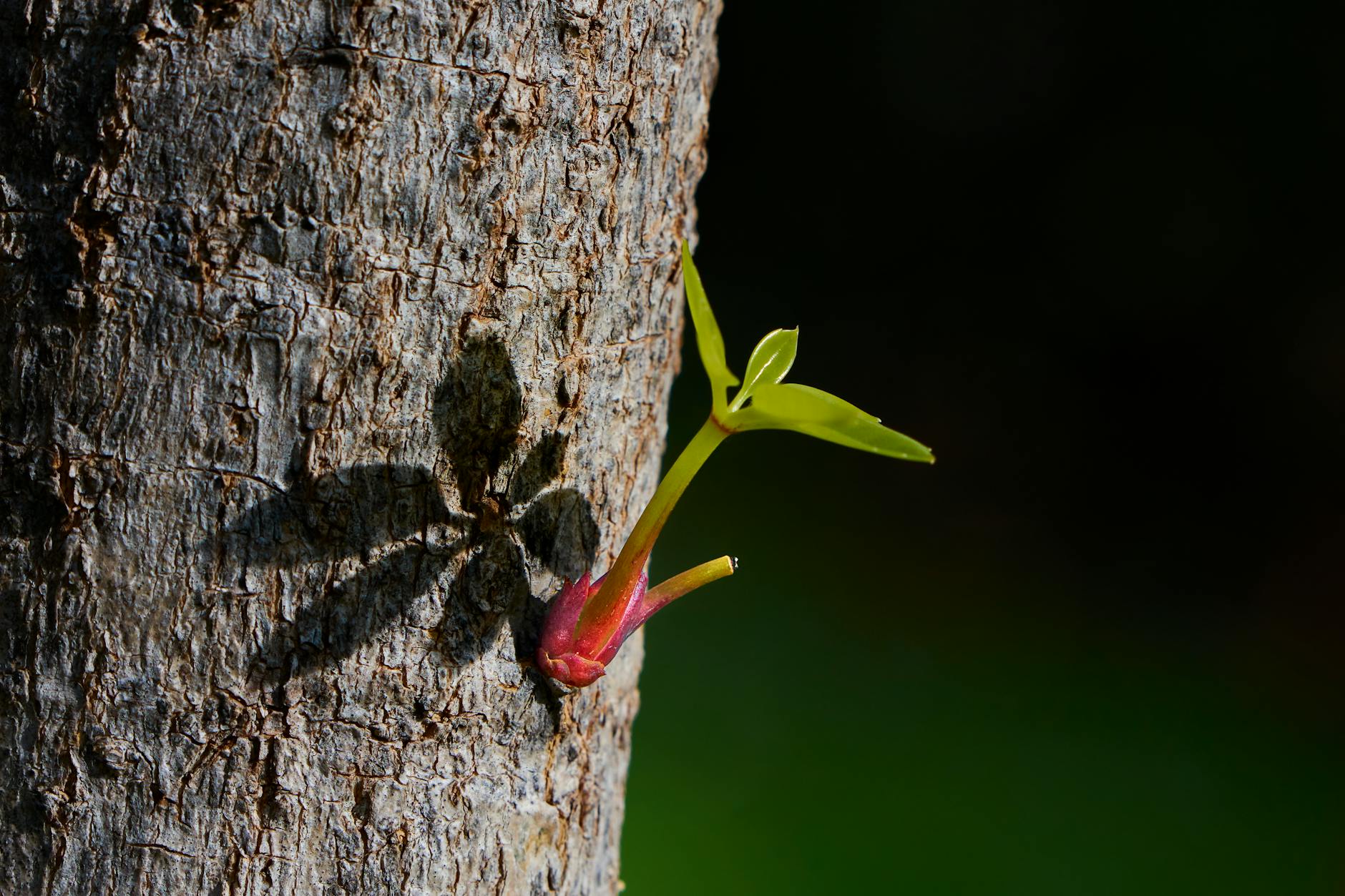 Close-up shot of a new plant sprout emerging from a tree trunk in bright sunlight. - new relationship growth