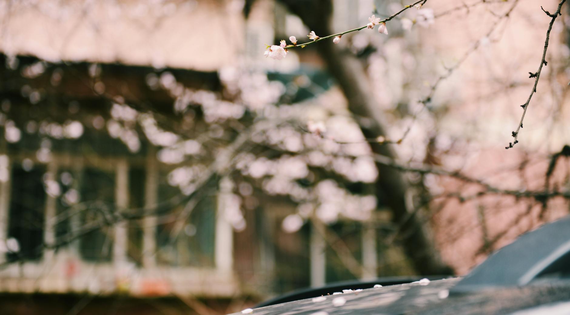 Cherry blossoms in bloom with a blurred urban background, capturing nature's elegance. - sad spring mood