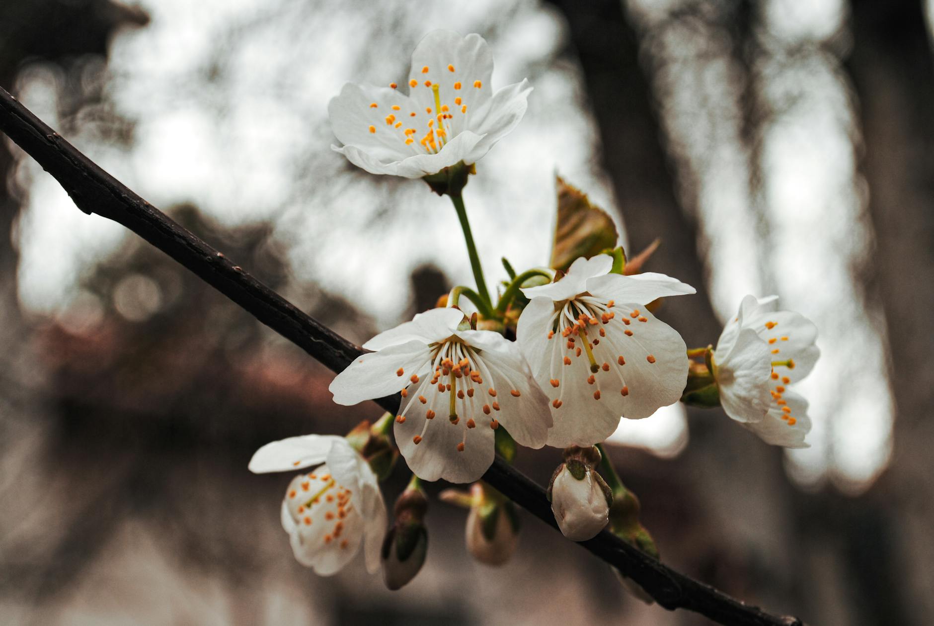 Macro shot of cherry blossoms blooming in spring with soft background in Eskişehir, Türkiye. - sad spring mood