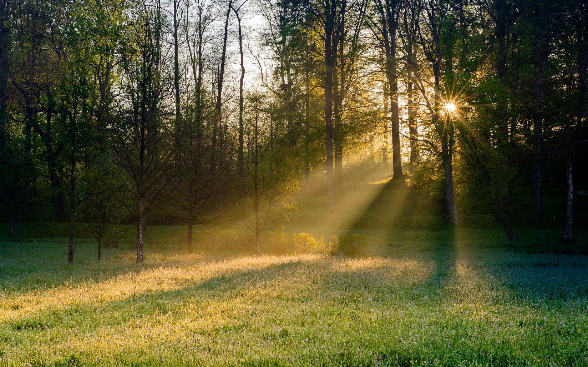Sunbeams pierce through the forest creating a serene morning glow over a grassy field. - sad spring sunlight